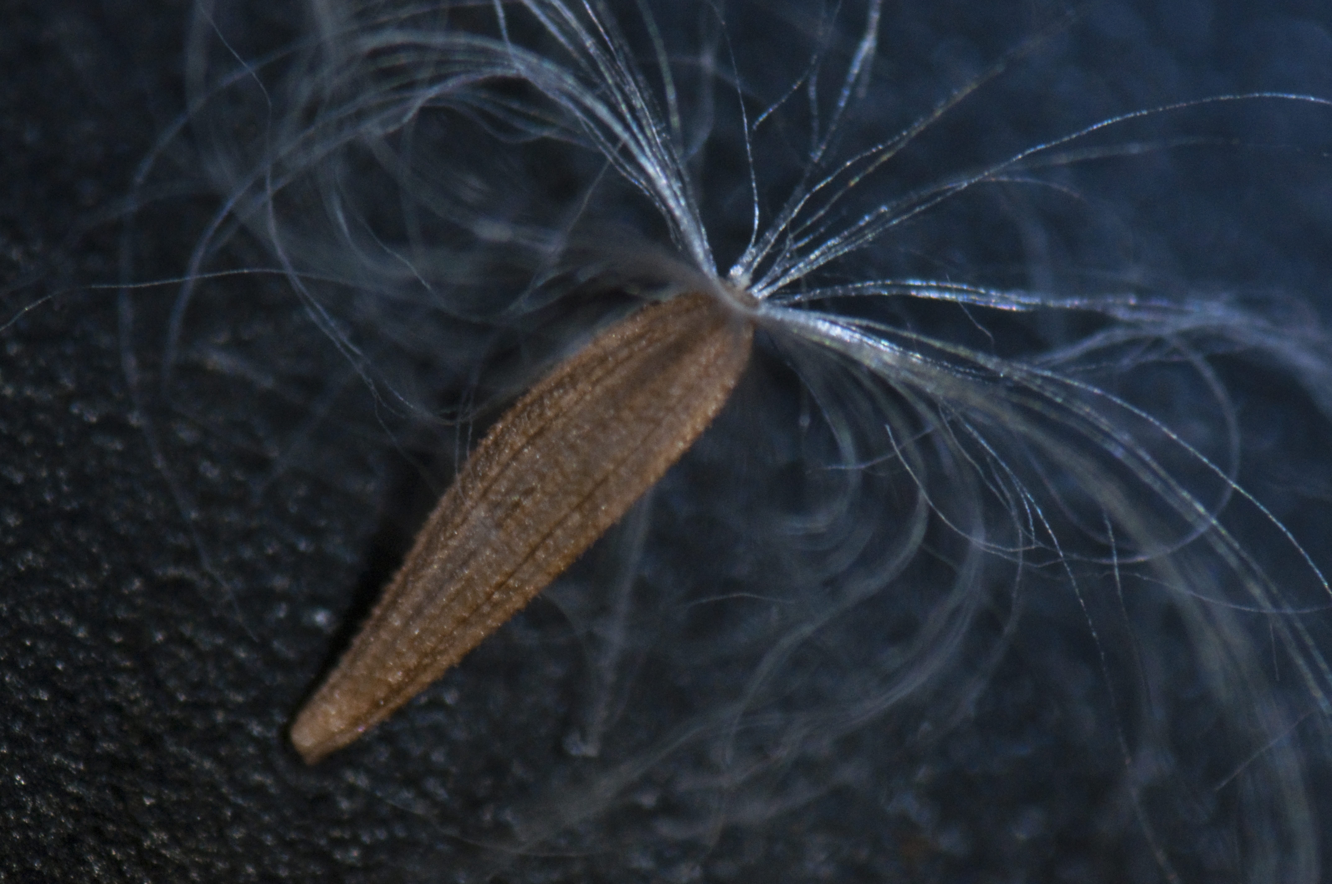 <b>雑草の種。中間リング2つで撮影</b>