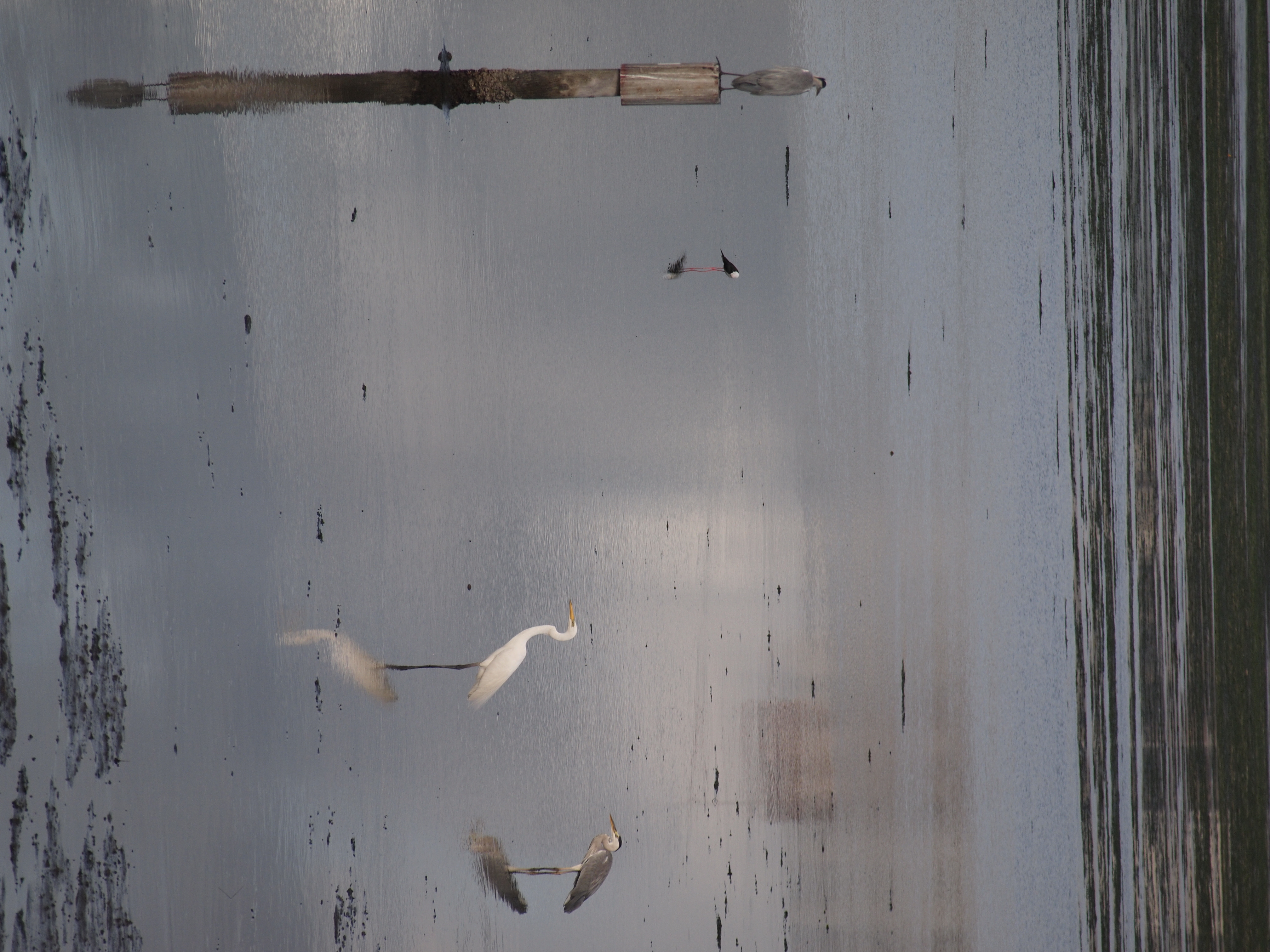 <b>E-P1 / ZUIKO DIGITAL ED 40-150mm F4-5.6 / 約7.1MB / 3,024×4,032 / 1/1,000秒 / F5.6 / 0EV / ISO200 / WB:オート / 150mm</b>