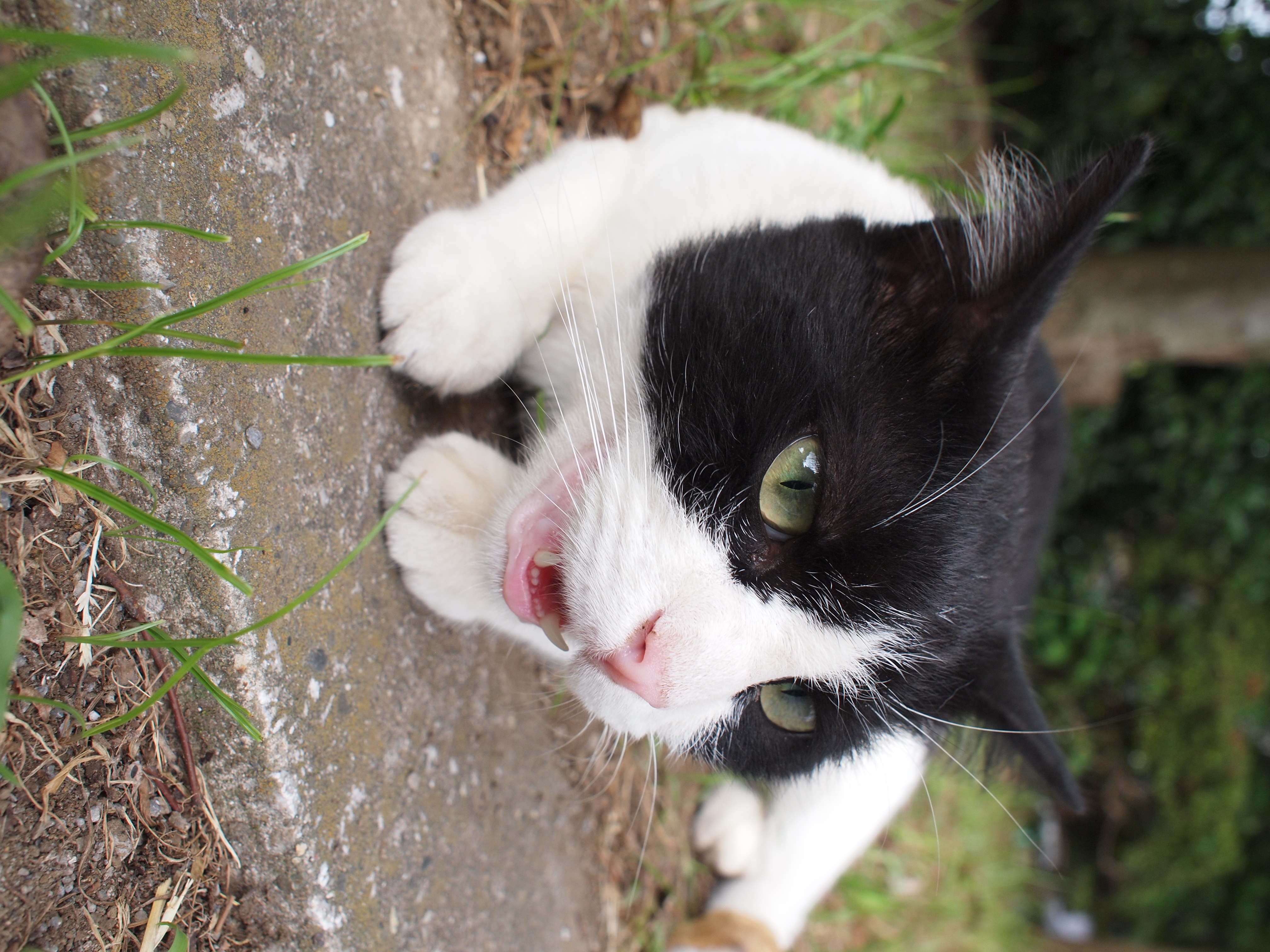 <b>E-P1 / M.ZUIKO DIGITAL 17mm F2.8 / 約7.4MB / 3,024×4,032 / 1/100秒 / F5 / 0EV / ISO200 / WB:オート / 17mm</b>