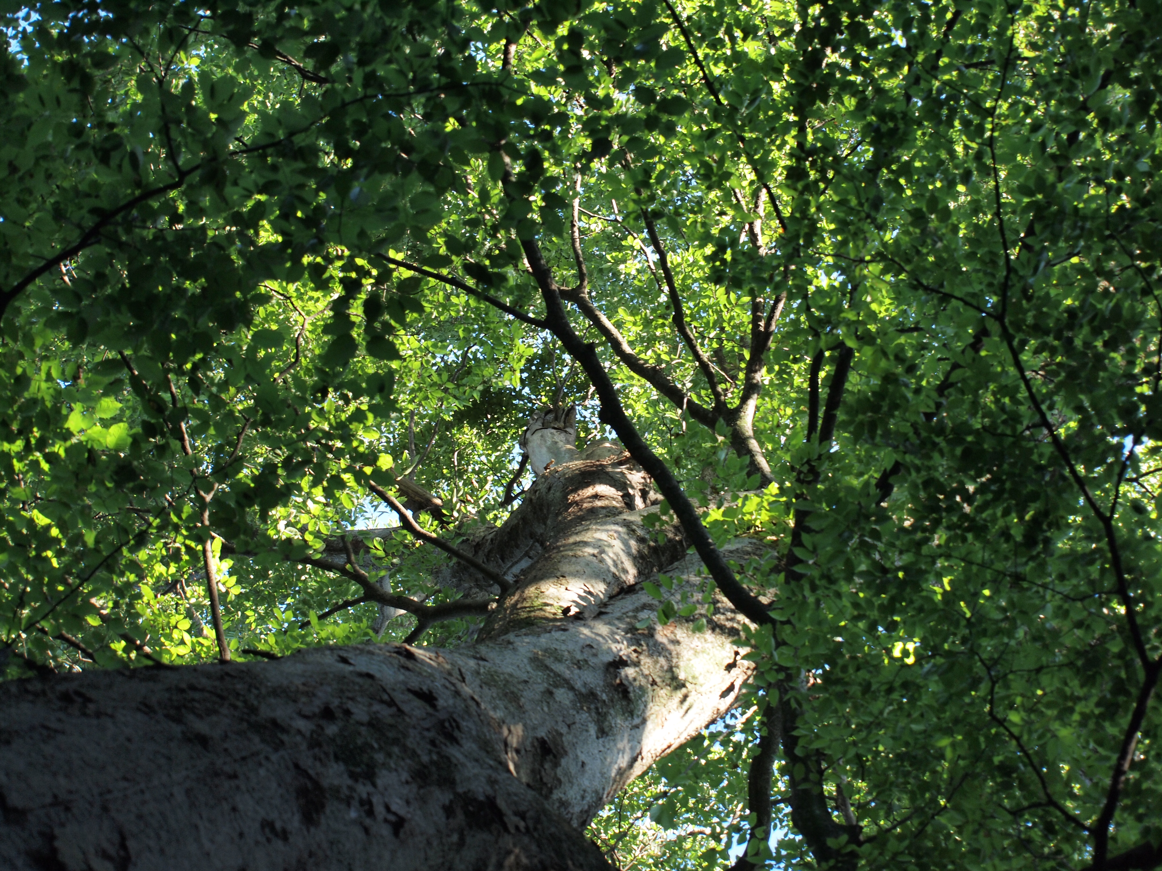 <b>E-P1 / ZUIKO DIGITAL ED 40-150mm F4-5.6 / 約7.9MB / 4,032×3,024 / 1/100秒 / F4 / 0EV / ISO200 / WB:オート / 40mm</b>