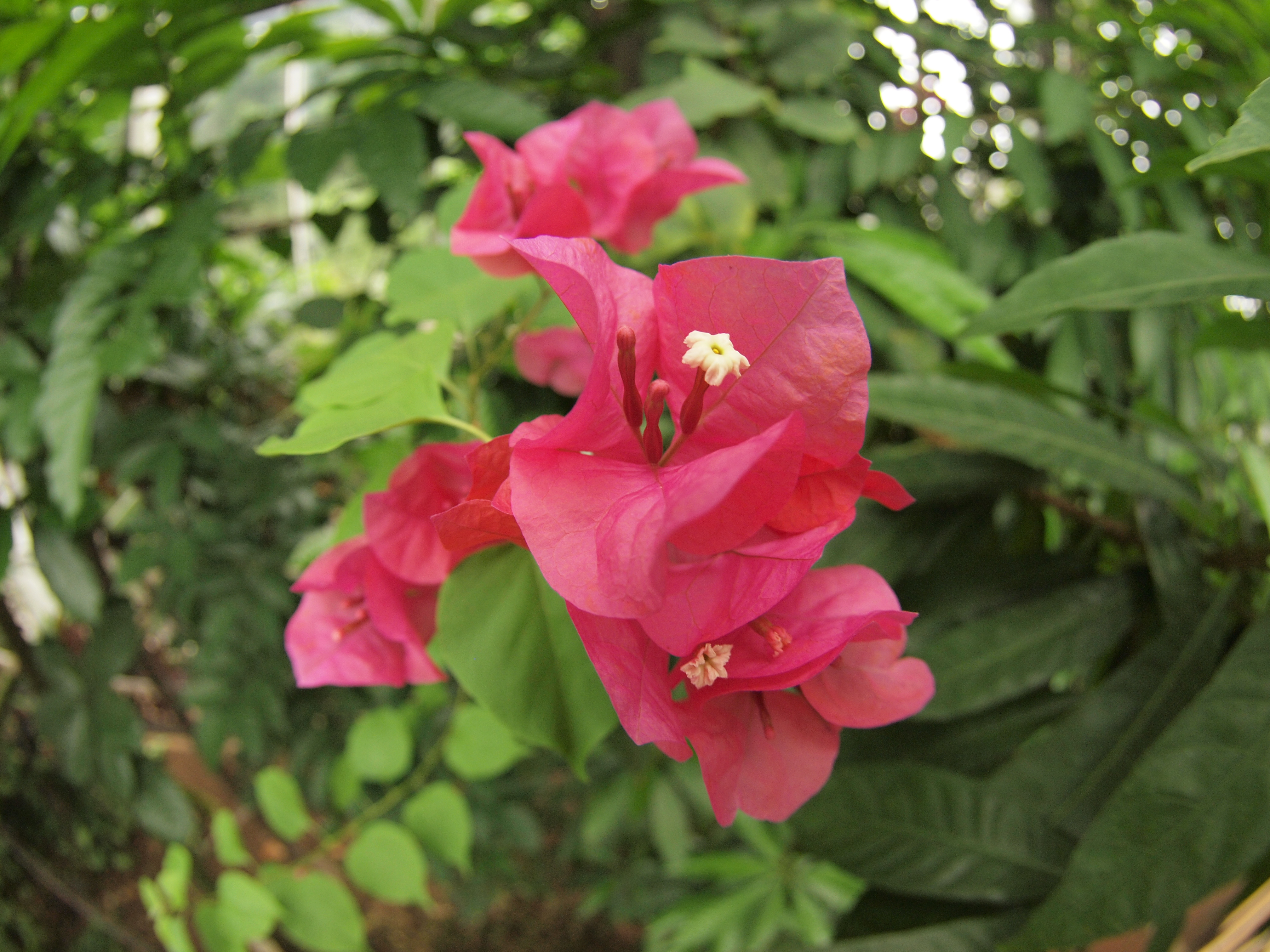 <b>E-P1 / ZUIKO DIGITAL ED 8mm F3.5 Fisheye / 約5.7MB / 4,032×3,024 / 1/80秒 / F3.5 / 0EV / ISO320 / WB:曇天 / 8mm</b>