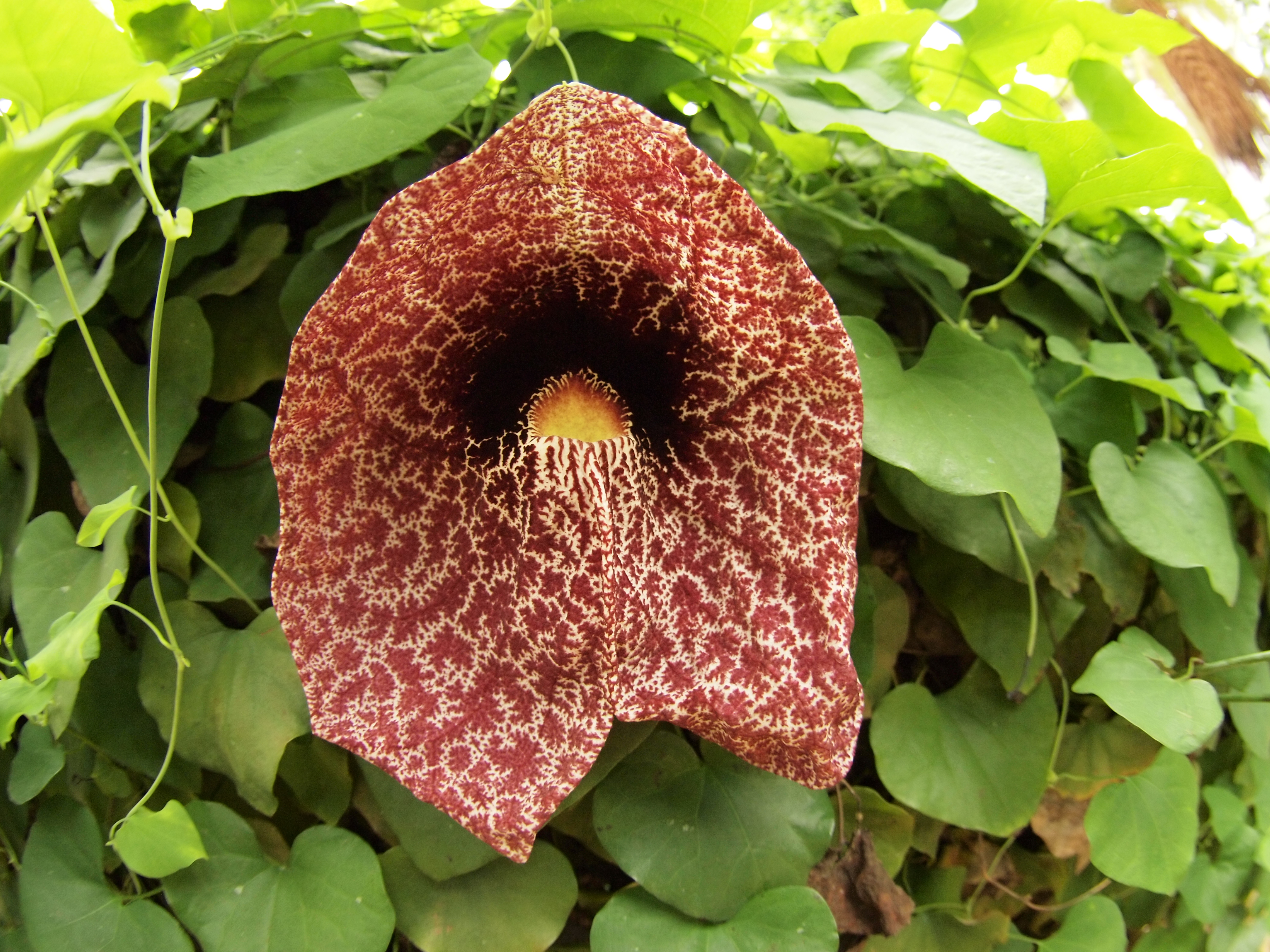 <b>E-P1 /ZUIKO DIGITAL ED 8mm F3.5 Fisheye / 約5.7MB / 4,032×3,024 / 1/80秒 / F3.5 / 0EV / ISO800 / WB:曇天 / 8mm</b>