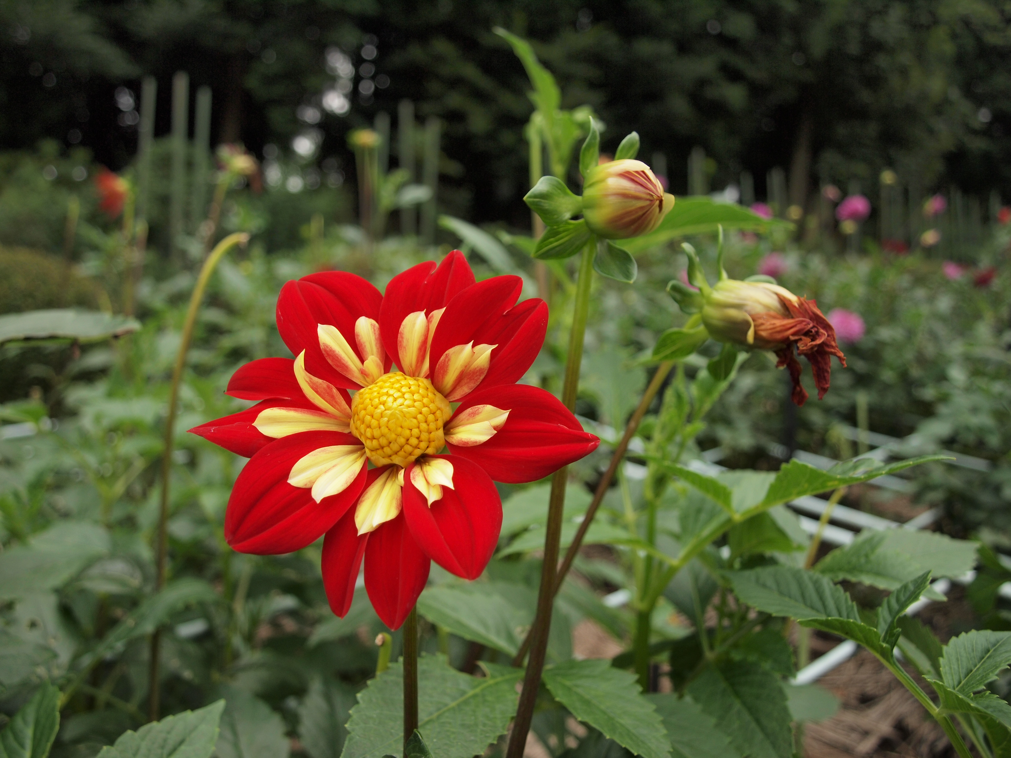 <b>E-P1 / ZUIKO DIGITAL ED 14-42mm F3.5-5.6 / 約5.4MB / 4,032×3,024 / 1/640秒 / F3.5 / 0EV / ISO200 / WB:曇天 / 14mm</b>