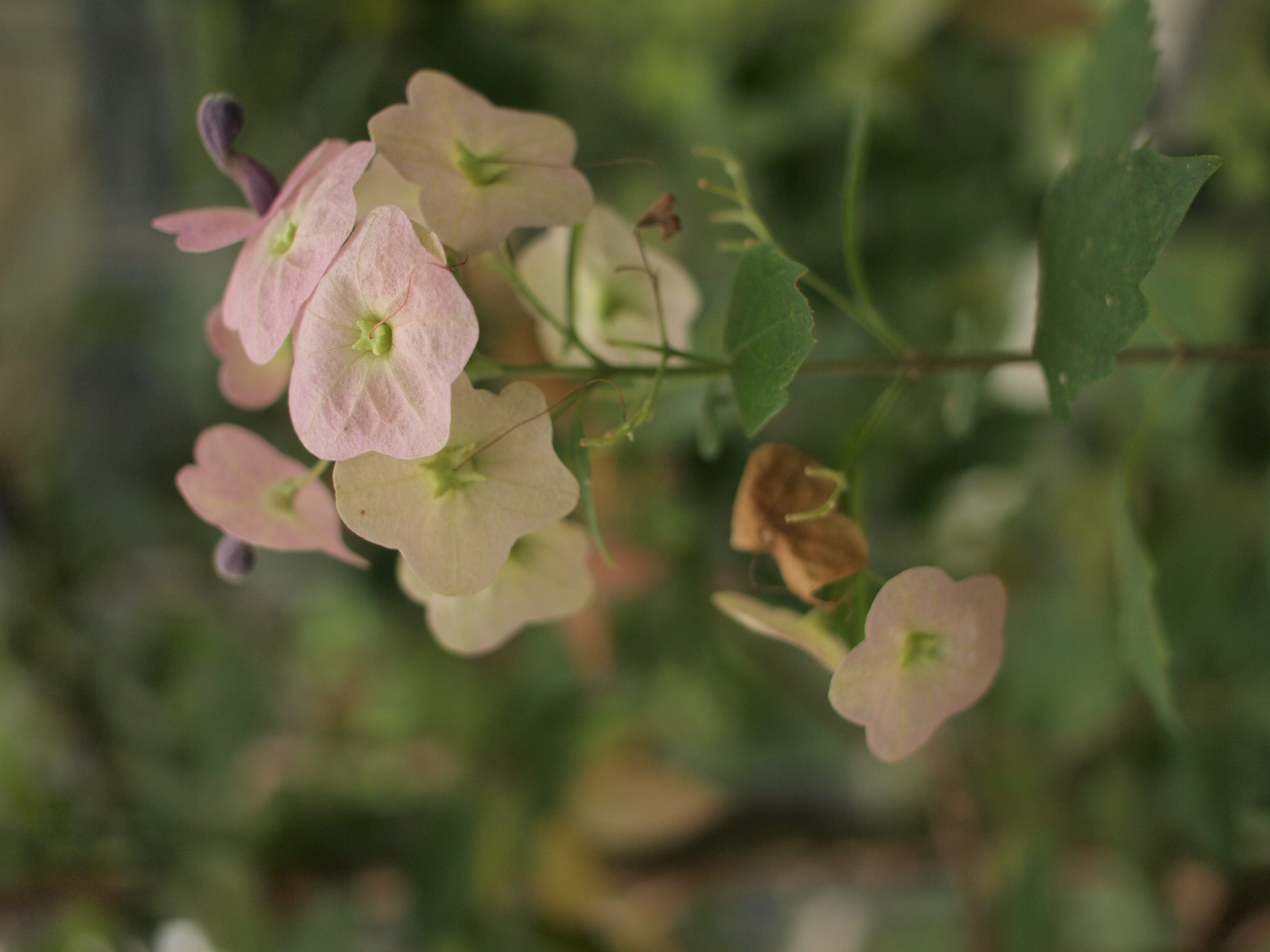 <b>E-P1 / ZUIKO DIGITAL 25mm F2.8 / 約5.2MB / 3,024×4,032 / 1/800秒 / F2.8 / 0EV / ISO200 / WB:曇天 / 25mm</b>