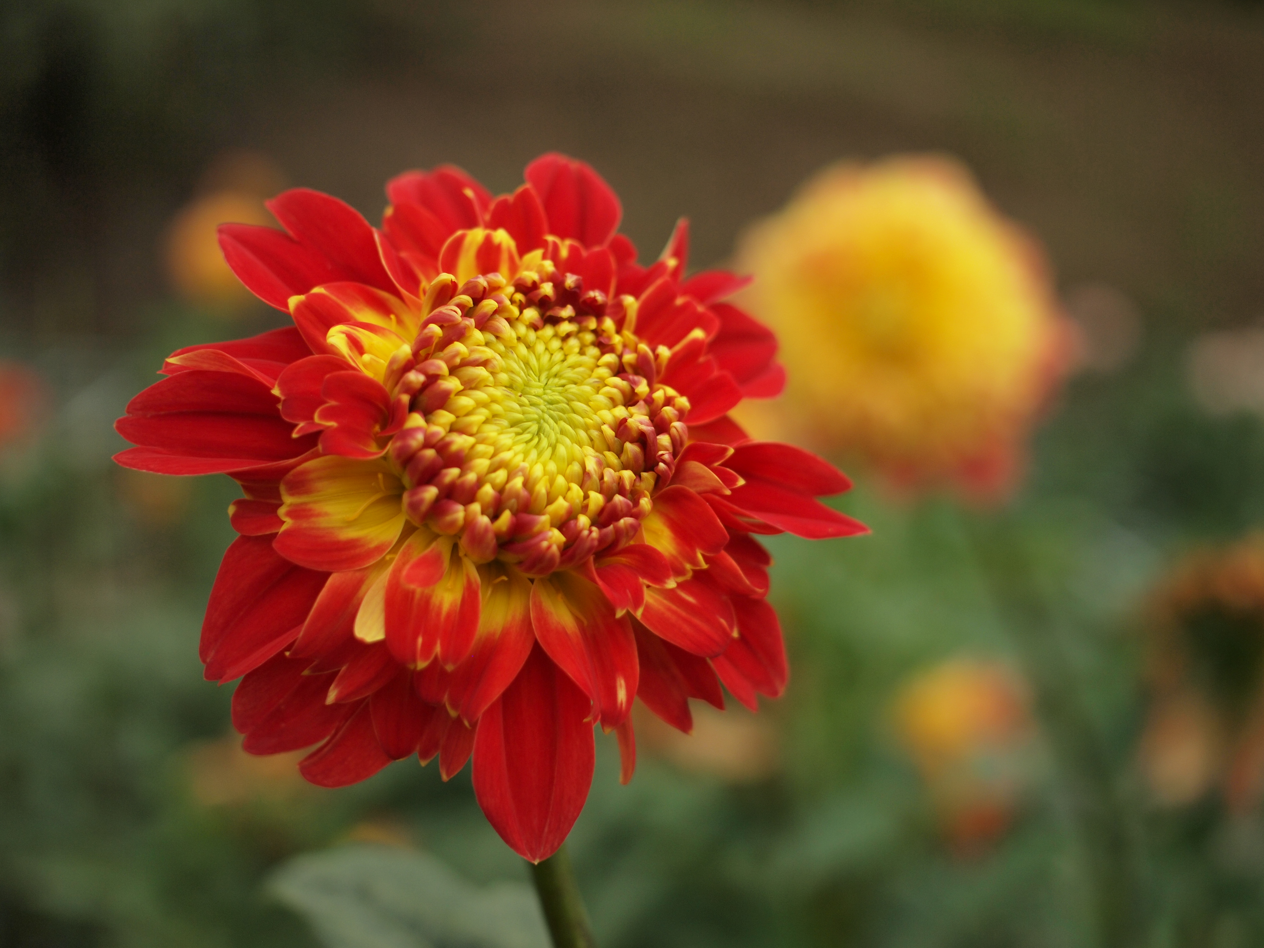 <b>E-P1 / ZUIKO DIGITAL 25mm F2.8 / 約5.2MB / 4,032×3,024 / 1/1,000秒 / F2.8 / 0EV / ISO200 / WB:曇天 / 25mm</b>