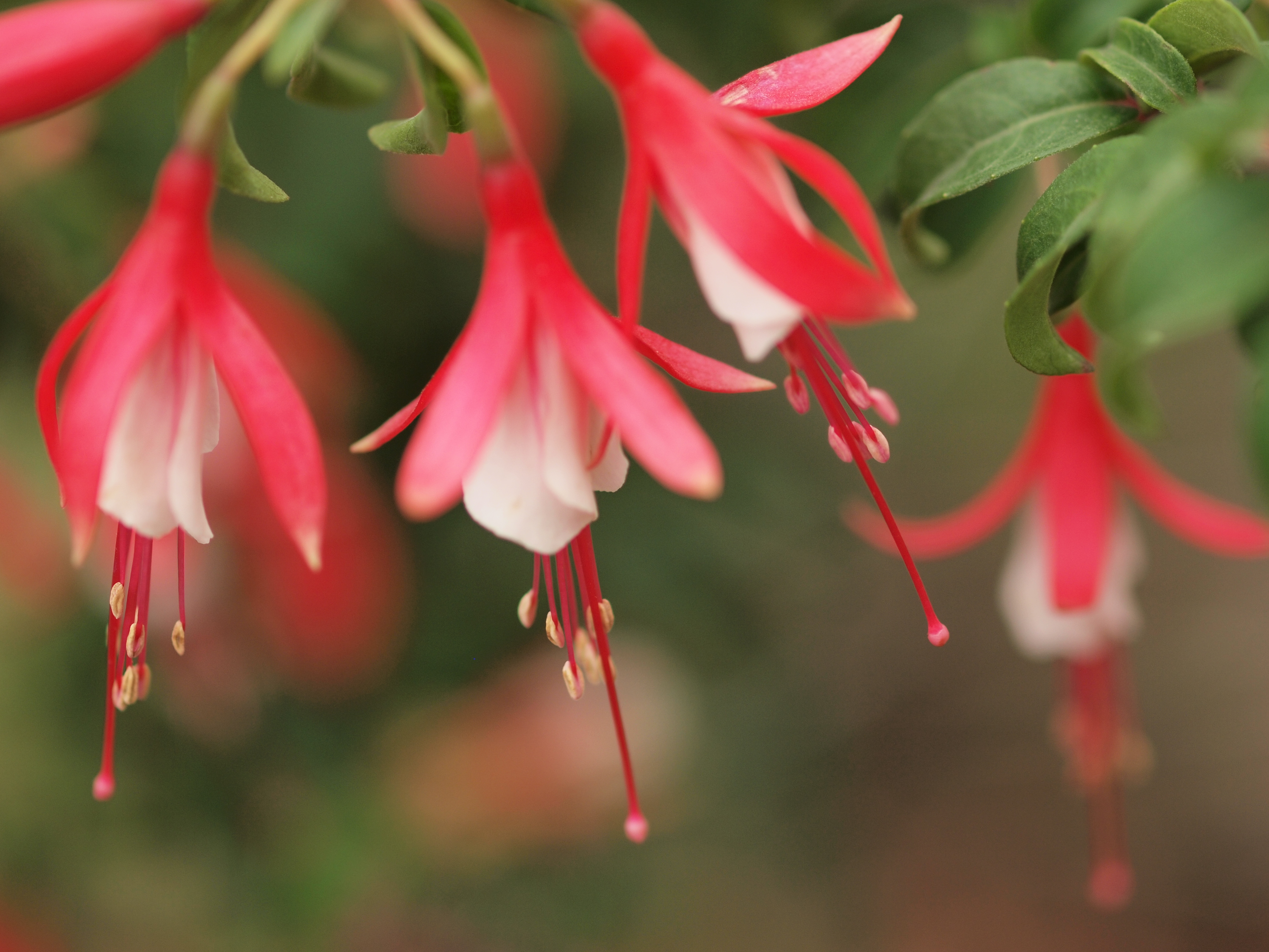 <b>E-P1 / ZUIKO DIGITAL ED 50mm F2 Macro / 約5.0MB / 4,032×3,024 / 1/1250秒 / F2 / 0EV / ISO200 / WB:曇天 / 50mm</b>