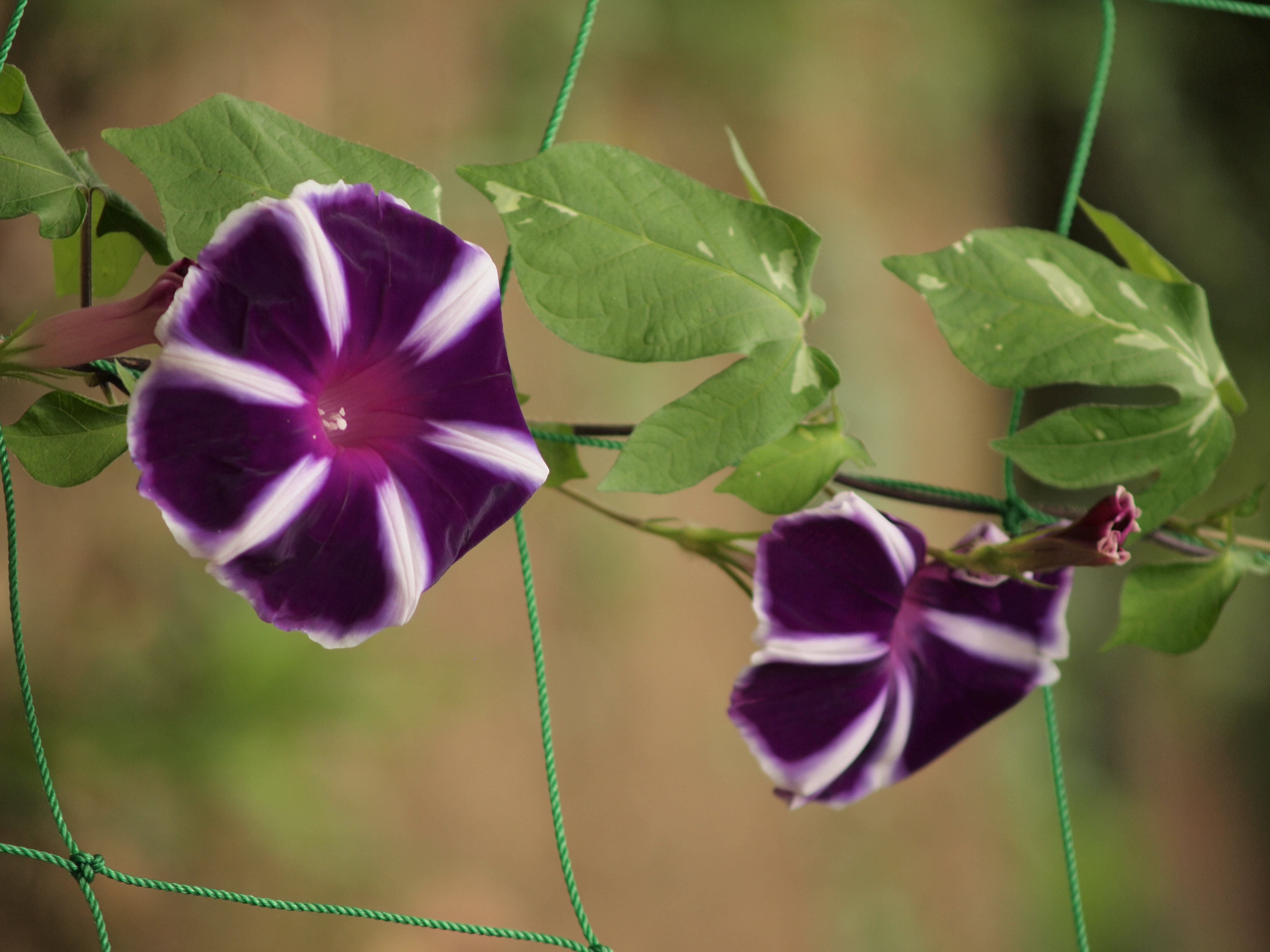 <b>E-P1 / ZUIKO DIGITAL ED 40-150mm F4-5.6 / 約5.0MB / 3,024×4,032 / 1/640秒 / F4.5 / 0EV / ISO200 / WB:曇天 / 150mm</b>