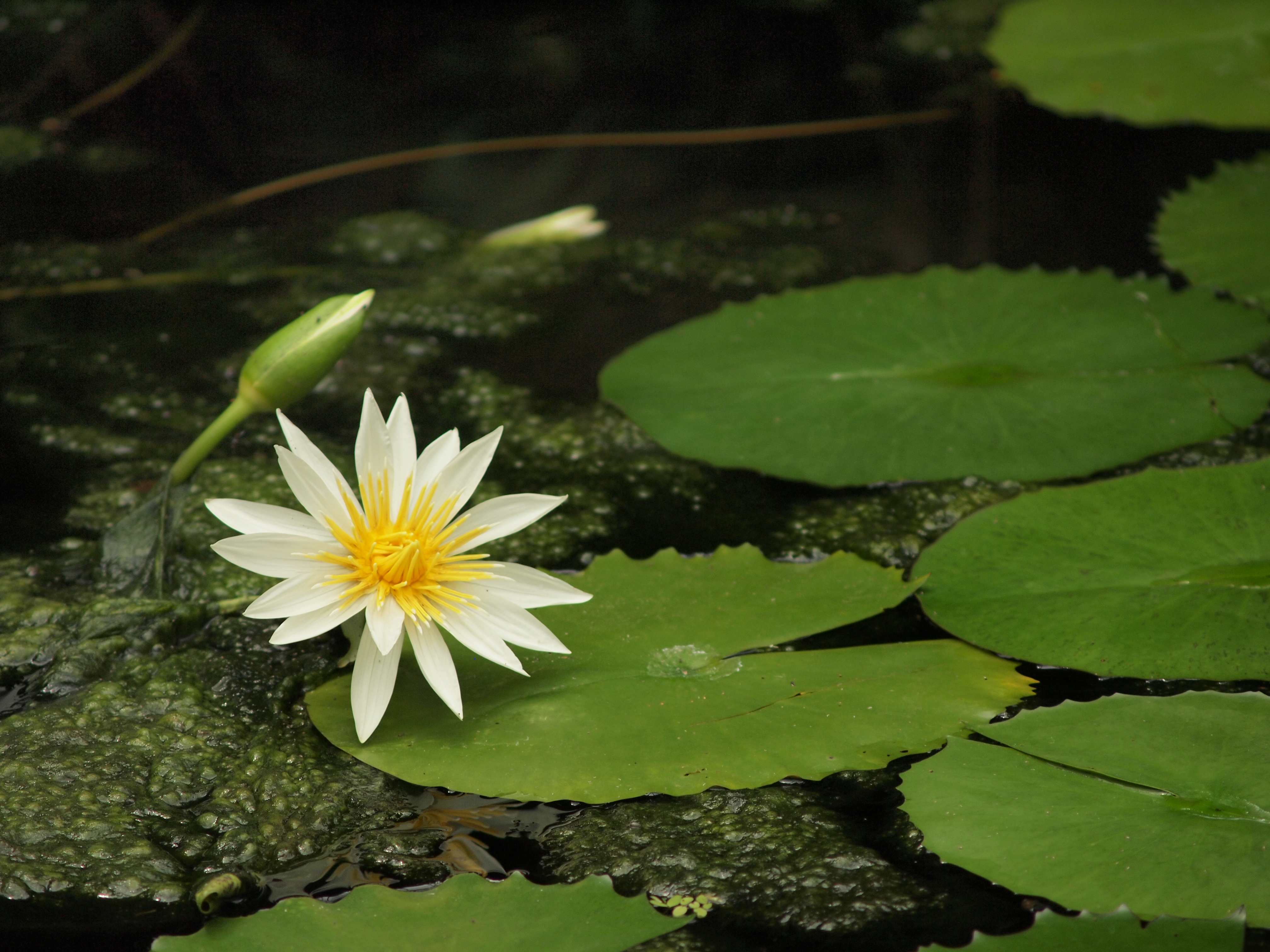 <b>E-P1 / ZUIKO DIGITAL ED 40-150mm F4-5.6 / 約5.6MB / 4,032×3,024 / 1/500秒 / F5 / 0EV / ISO200 / WB:曇天 / 150mm</b>