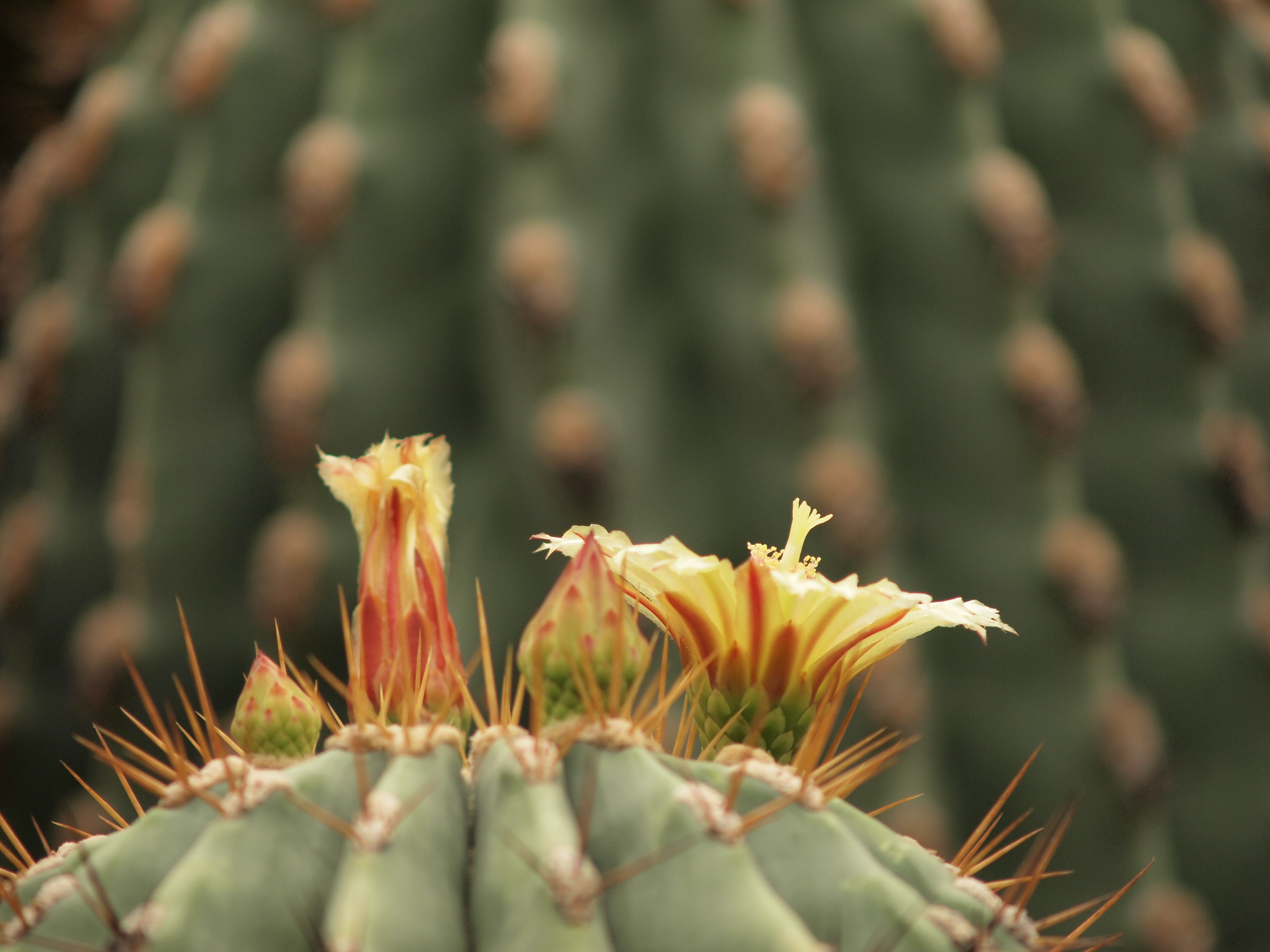 <b>E-P1 / ZUIKO DIGITAL ED 40-150mm F4-5.6 / 約5.2MB / 4,032×3,024 / 1/500秒 / F4.5 / 0EV / ISO200 / WB:曇天 / 150mm</b>