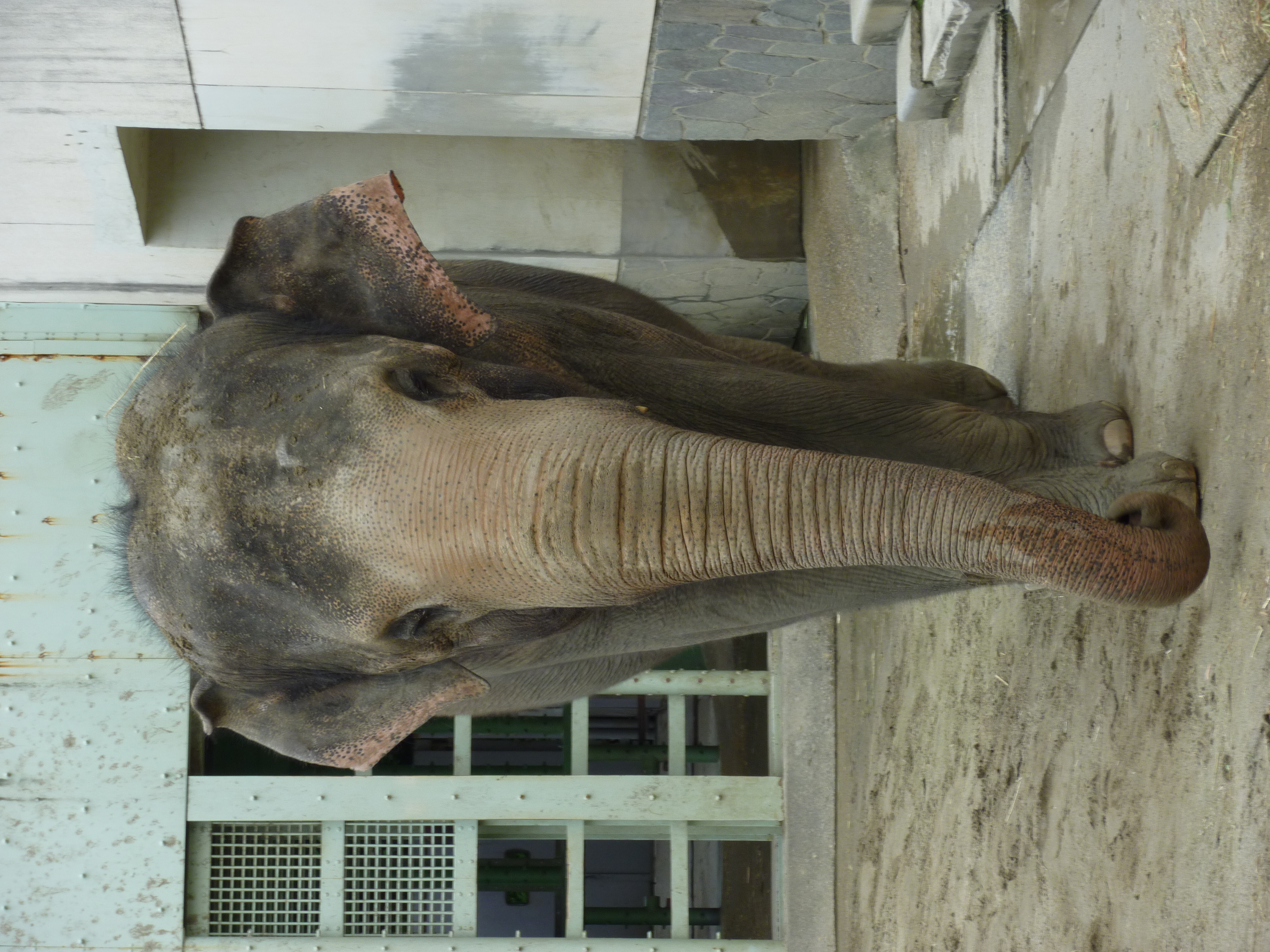 <b>DMC-ZX1 / 約6.4MB / 3,000×4,000 / 1/50秒 / F5.3 / -0.3EV / ISO100 / WB:オート / 20.2mm</b>