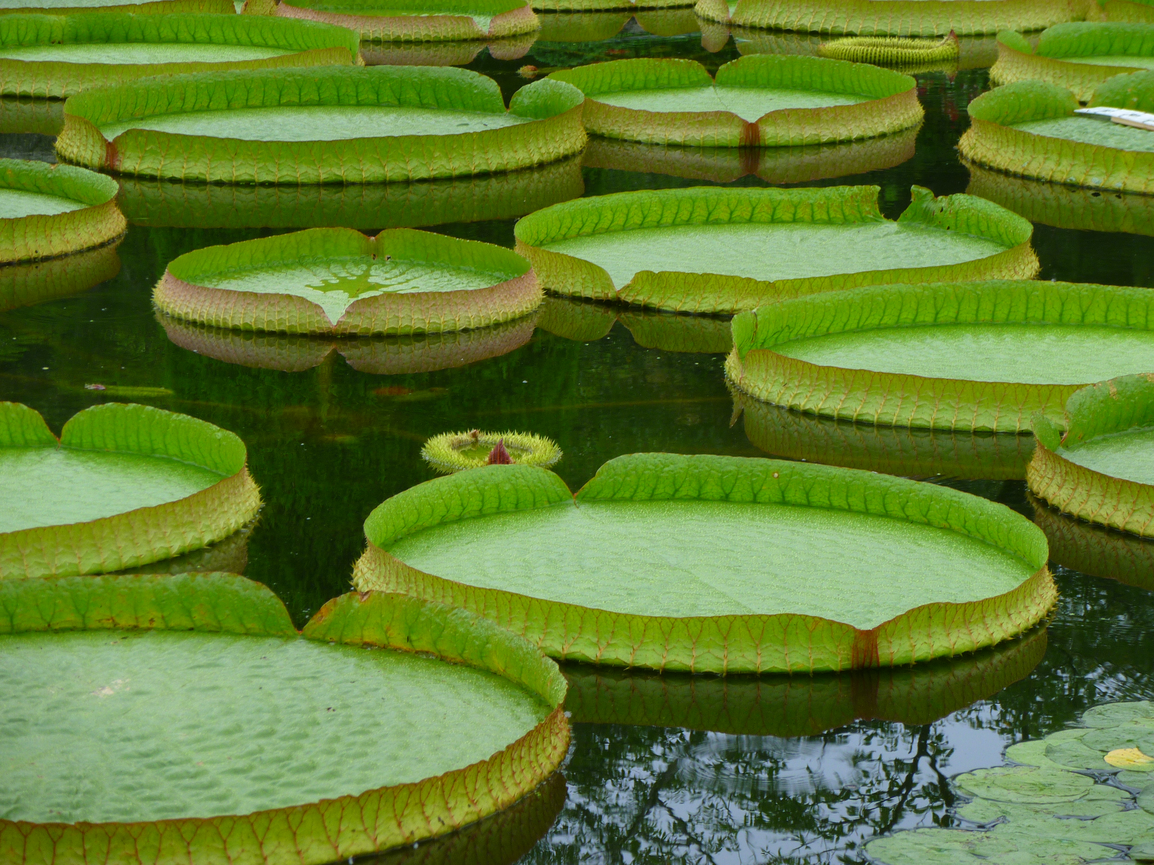 <b>DMC-ZX1 / 約6.9MB / 4,000×3,000 / 1/25秒 / F5.6 / -0.3EV / ISO100 / WB:オート / 26.7mm</b>