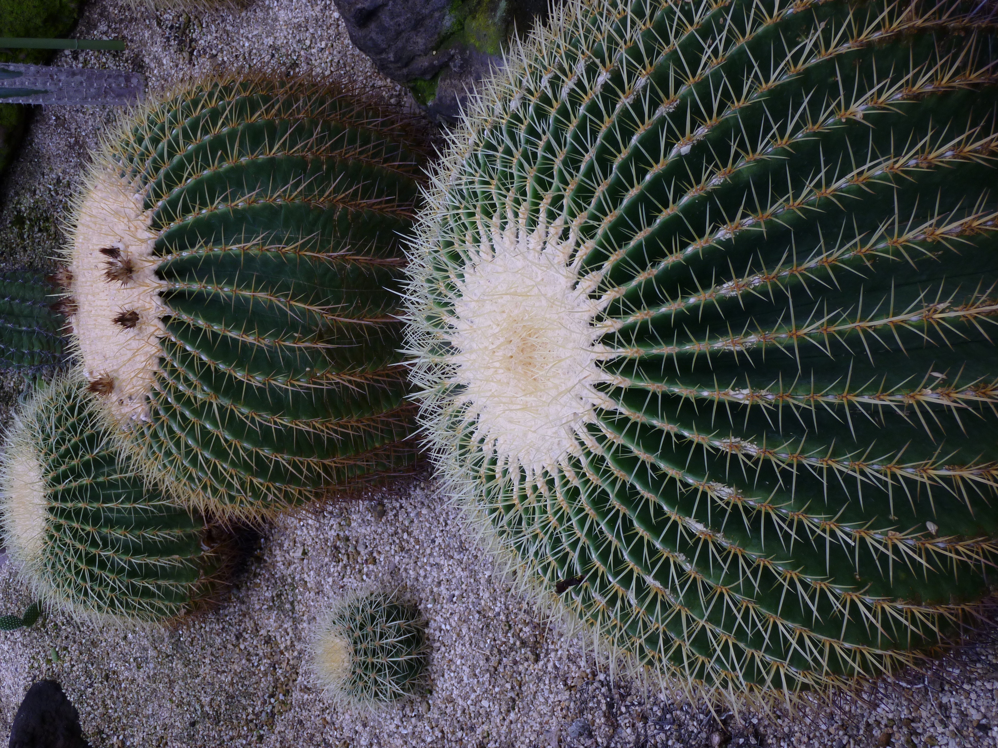 <b>DMC-ZX1 / 約4.2MB / 3,000×4,000 / 1/30秒 / F4.4 / -0.7EV / ISO100 / WB:オート / 9.1mm</b>