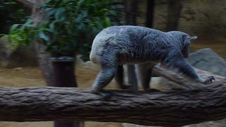 <b><a ipw_linktype="filelink_raw" ipw_id="253758" href="/video/dcw/docs/310/471/203.MOV">1,280×720ピクセル / 30fps / .MOV / 39MB</a></b>