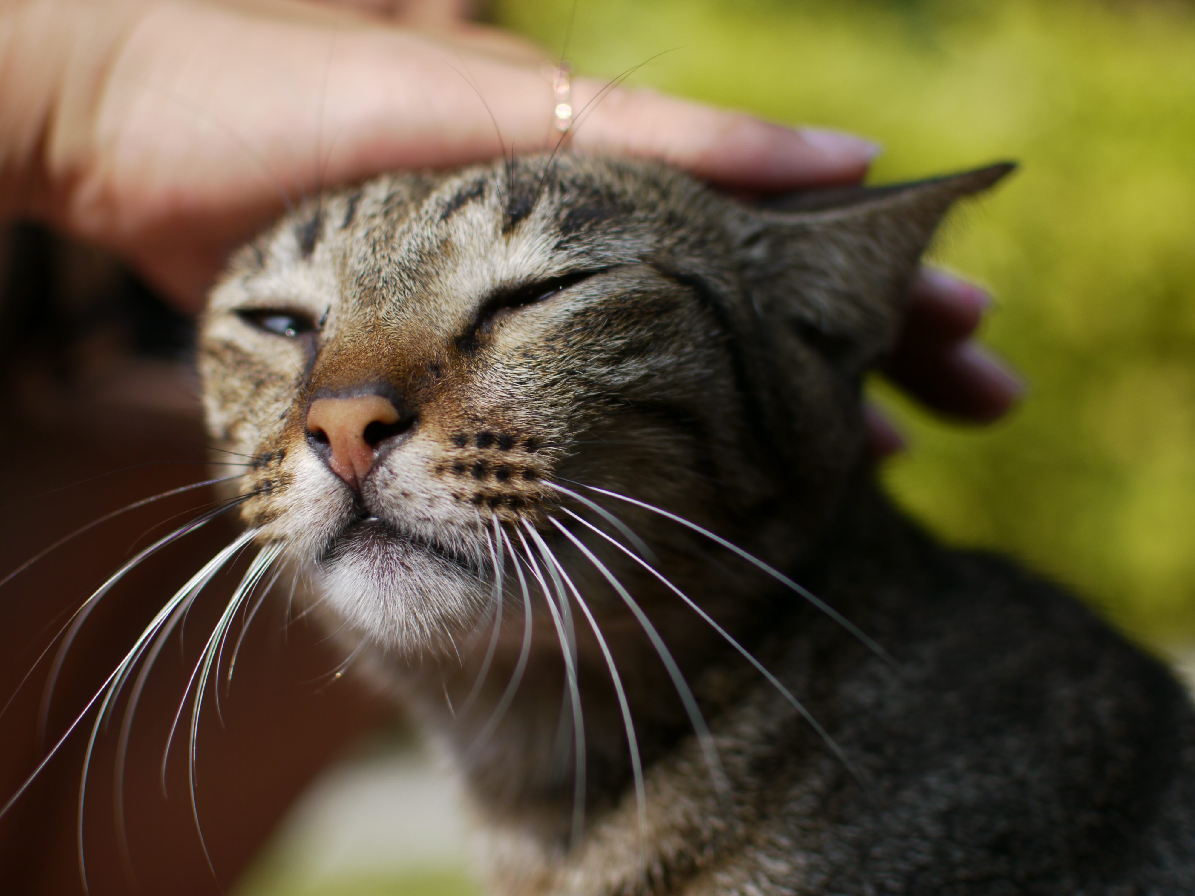 <b>DMC-GH1 / AF-S DX NIKKOR 35mm F1.8 G / 約5.0MB / 4,000×3,000 / 1/2,000秒 / 0EV / ISO100 / WB:オート</b>