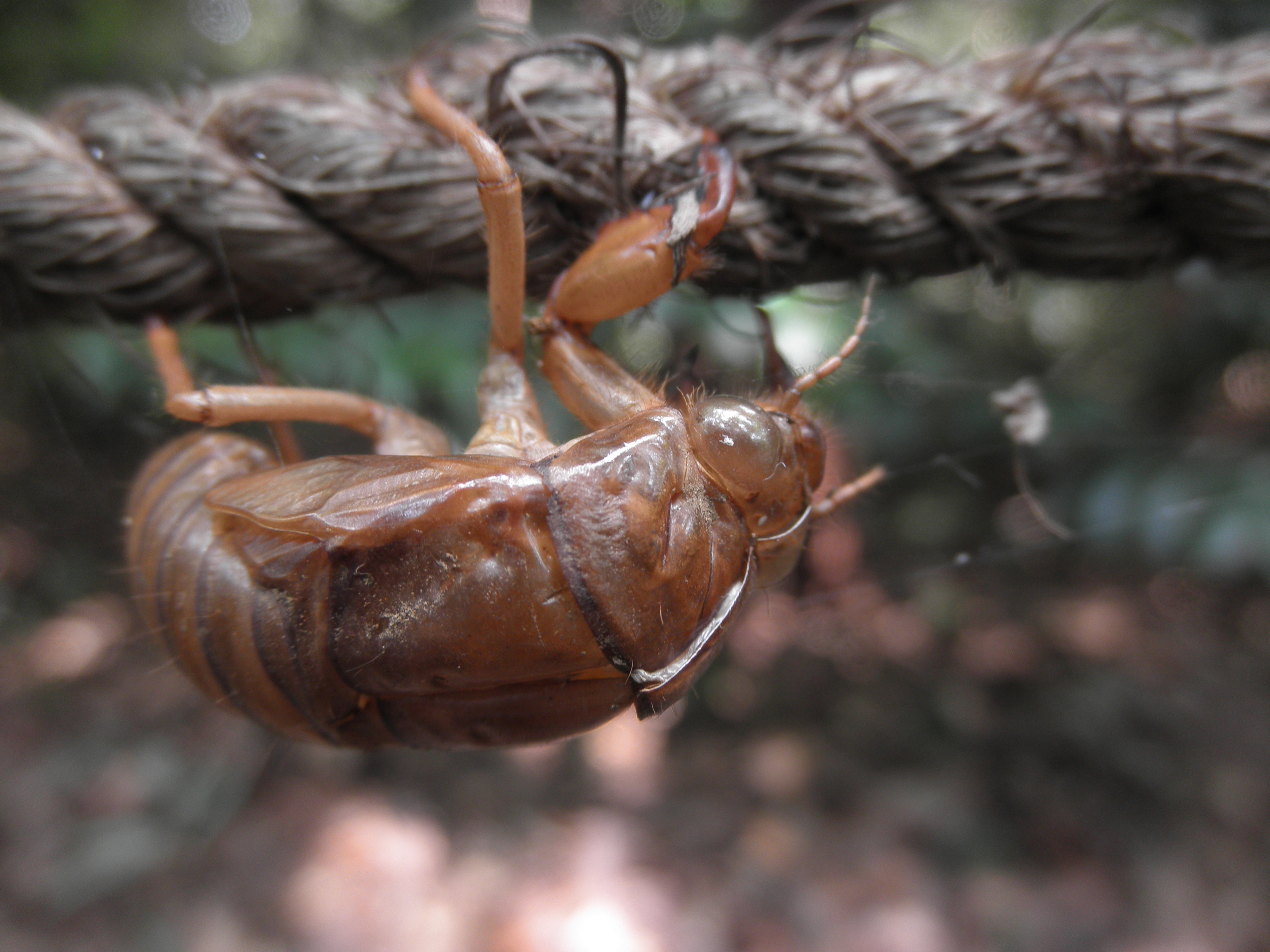 <b>レンズ前2cmまで寄れるスーパーマクロで撮ったカット。数コマとっているあいだに3か所も蚊に刺された<br>3,968×2,976 / 1/4秒 / F3 / 0EV / ISO64 / WB:オート / 5mm（28mm相当）</b>