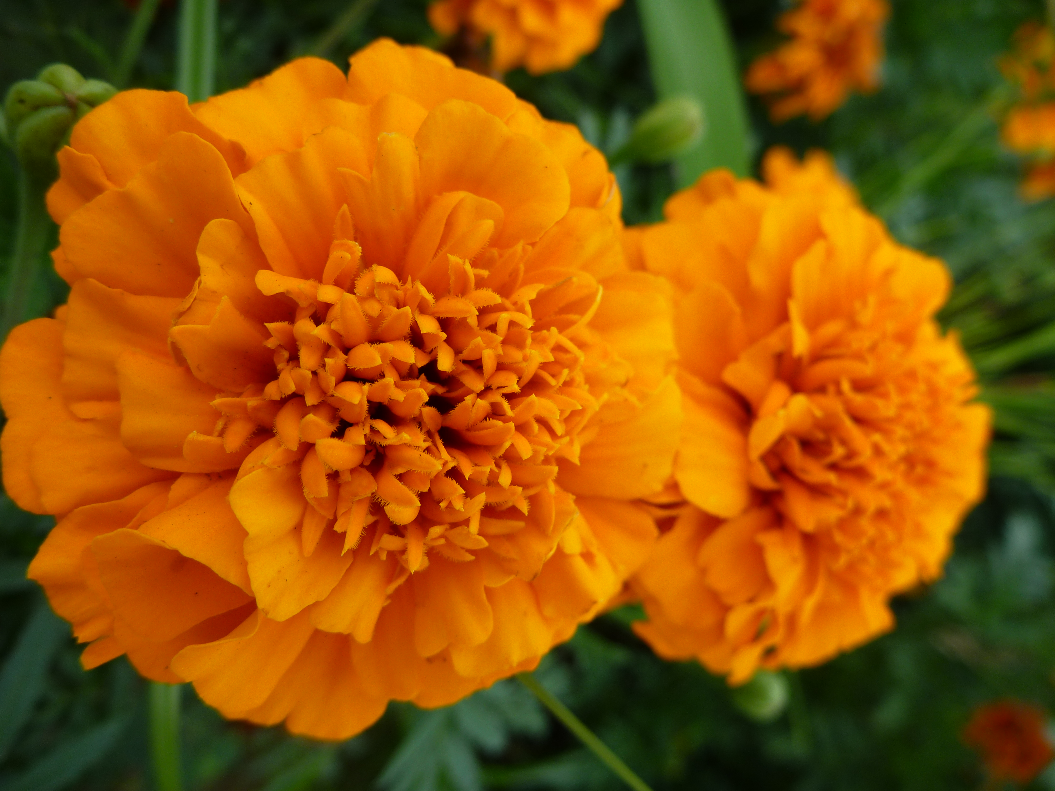 <b>DMC-FP8 / 約5.1MB / 3,000×4,000 / 1/80秒 / F3.3 / 0EV / ISO80 / WB:オート / 5mm</b>