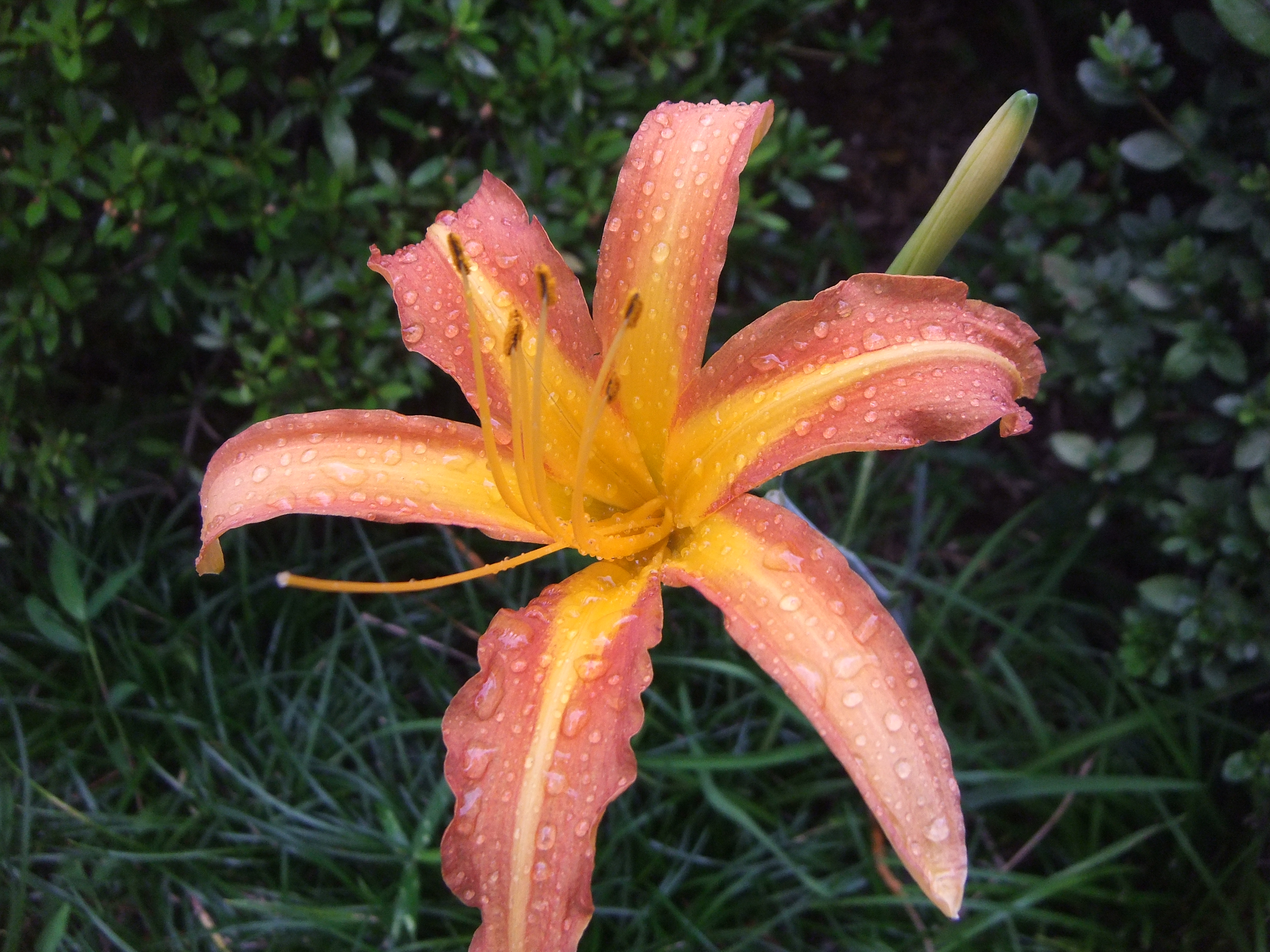 <b>FinePix REAL 3D W1 / 約4.5MB / 3,648×2,736 / 1/110秒 / F3.7 / 0EV / ISO200 / WB:オート / 6.3mm</b>