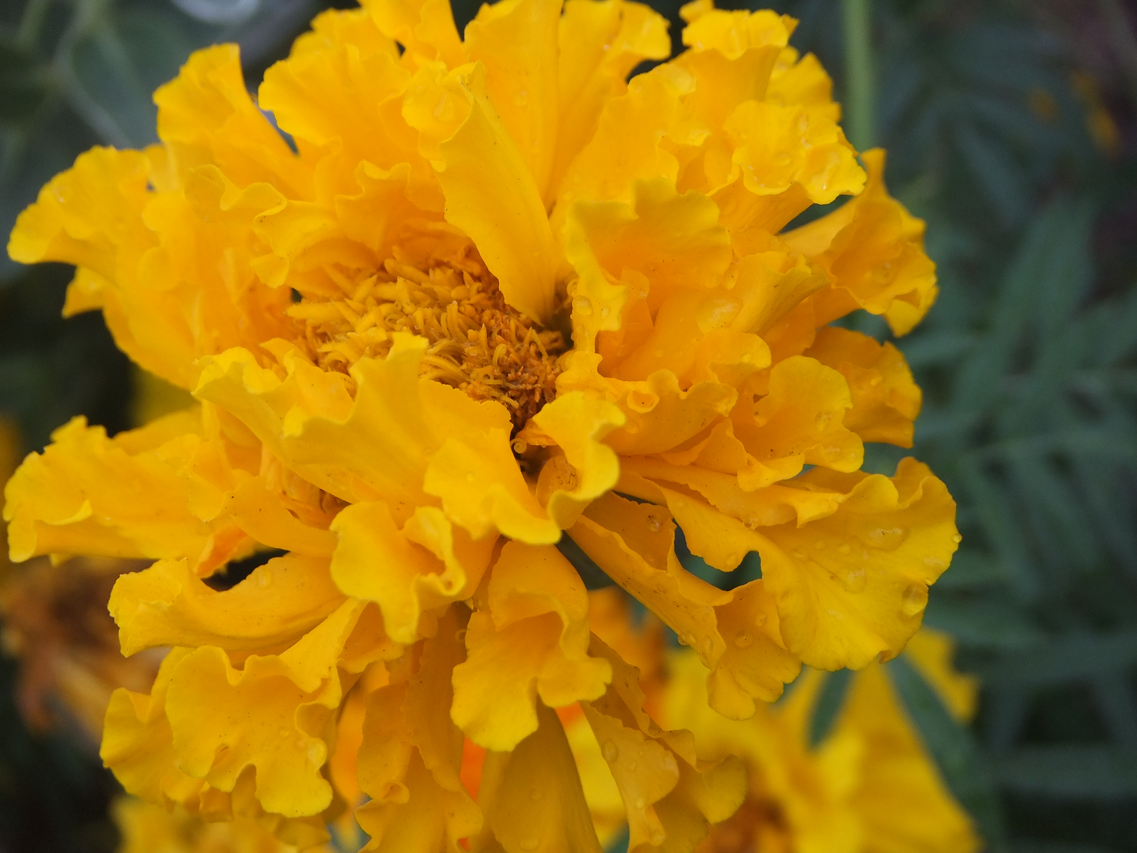 <b>FinePix REAL 3D W1 / 約4.6MB / 3,648×2,736 / 1/150秒 / F4 / 0EV / ISO100 / WB:オート / 9.1mm</b>