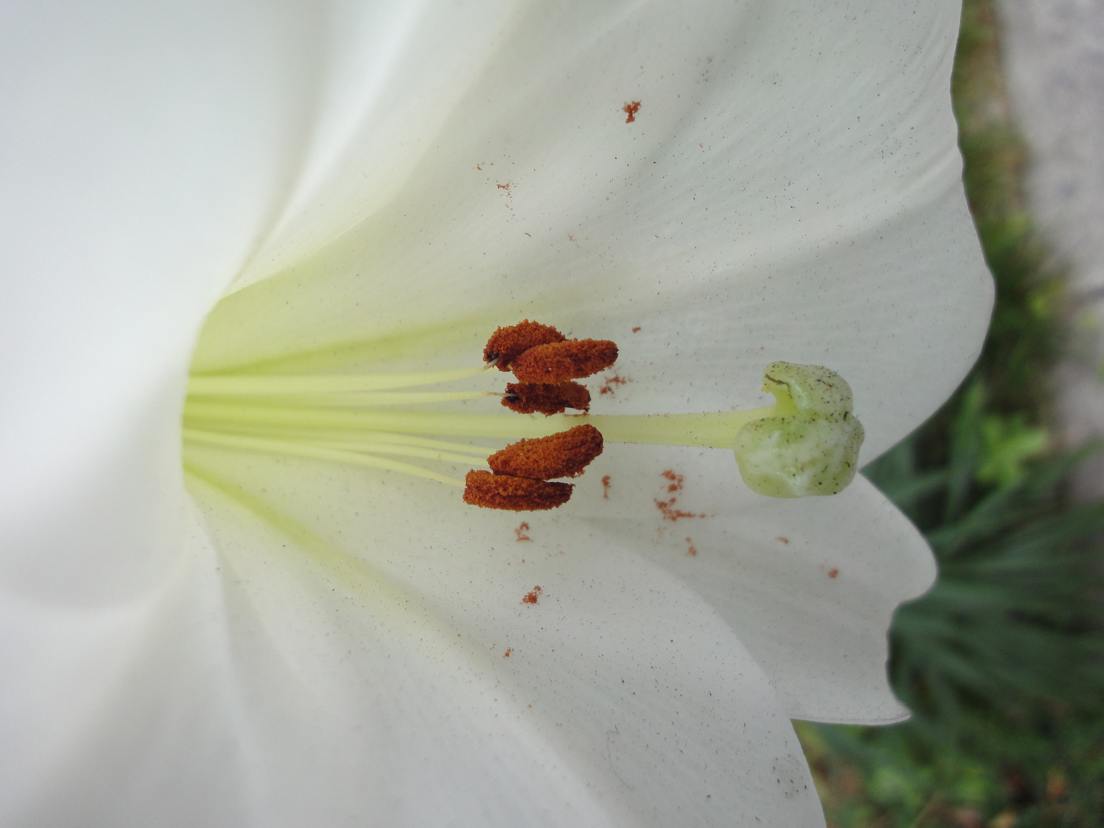 <b>広角端は5cm、望遠端は50cmまで寄れる。マクロ切り替えは特にないが、AFが遅いとかもたつくような印象はない<br>DSC-WX1 / 3,648×2,736 / 1/250秒 / F2.4 / +0.7EV / ISO160 / WB:オート / 4.2mm（24mm相当）</b>