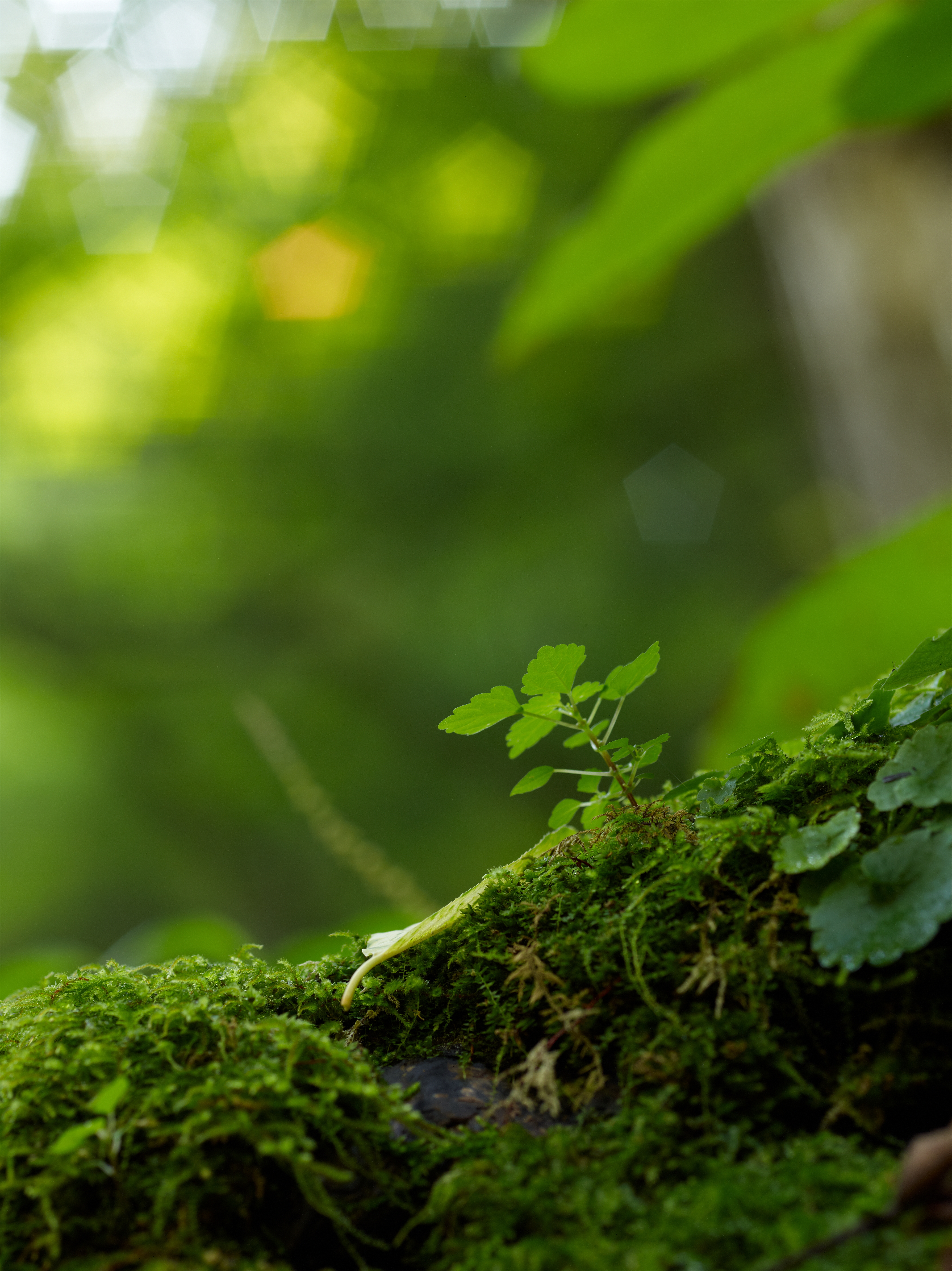 <b>P40+ / CFi 120mm F4 / 約22.7MB / 5,484×7,320 / 1/4秒 / F5.6 / ISO50</b>