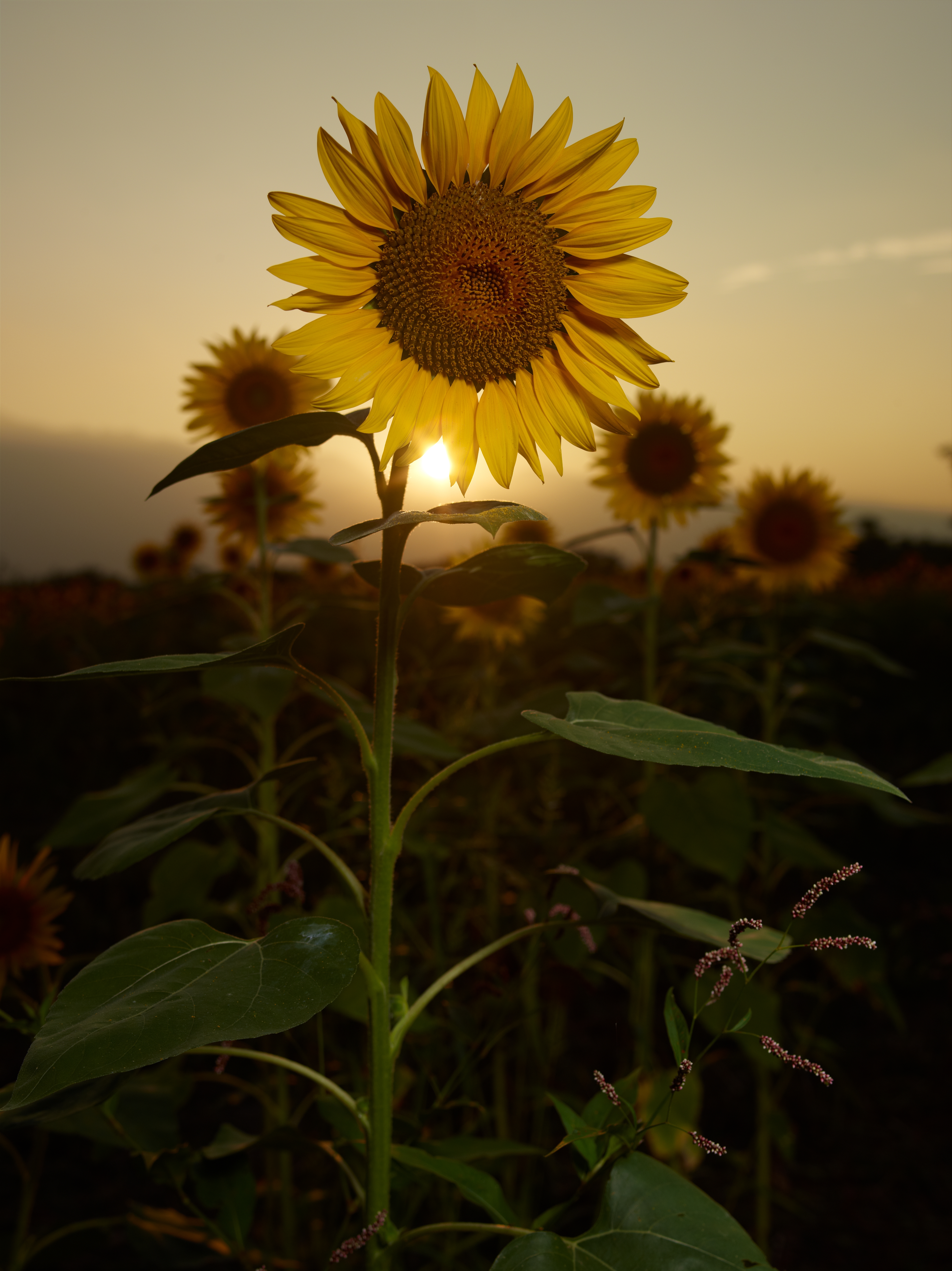 <b>P40+ / CFE 80mm F2.8 / 約21.6MB / 5,484×7,320 / 1/125秒 / F8 / ISO50</b>