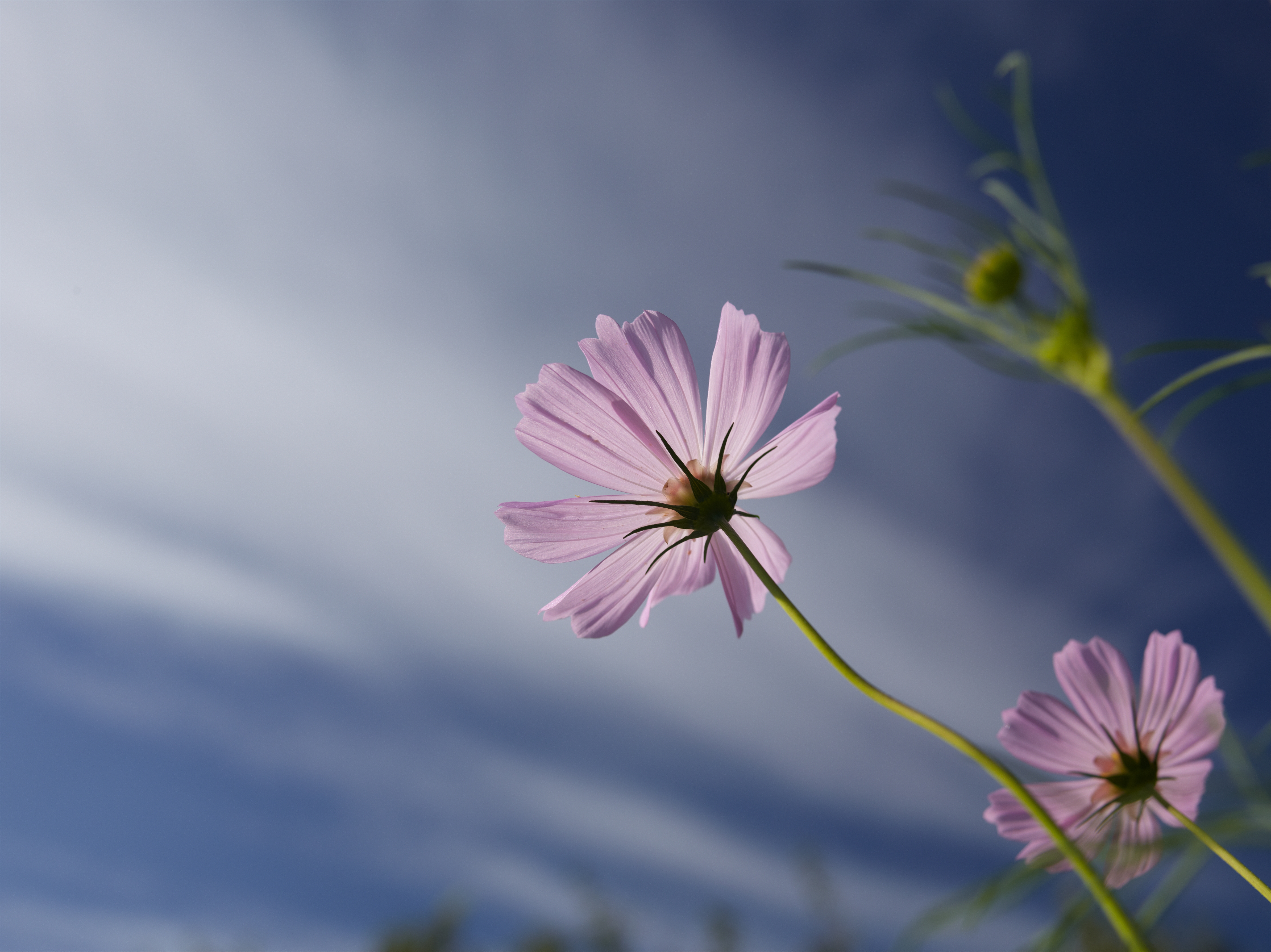 <b>P40+ / CFi 50mm F4 / 約20.4MB / 7,320×5,484 / 1/125秒 / F5.6 / ISO50</b>