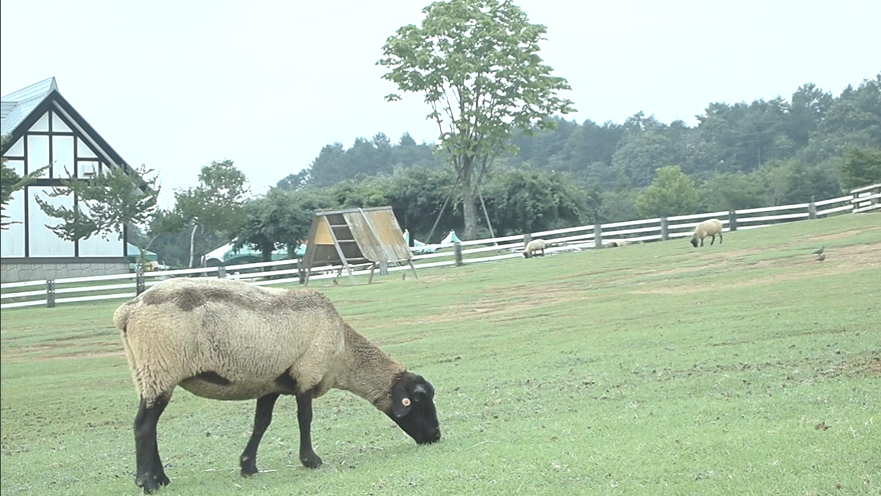 <b><a href="/video/dcw/docs/313/591/14.avi">デイドリーム（M.ZUIKO DIGITAL ED 14-42mm F3.5-5.6）<br>デイドリームを使用すればコントラストが低めで色がシアンにシフトするので青く幻想的な雰囲気になる。映像作品を幻想的に仕上げたい場合に有効なので、被写体を選ぶことなく使用可能。フレームレートは30fps</a></b>