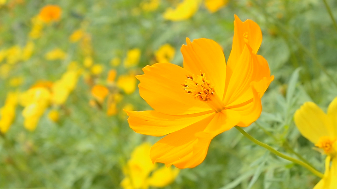 <b><a href="/video/dcw/docs/313/591/15.avi">ライトトーン（M.ZUIKO DIGITAL 17mm F2.8）<br>ライトトーンは、コントラスト低めなので暗部やハイライトが飛びにくい。ファンタジックフォーカスとはちがったソフトな効果を得ることができる。花や女性、古い街並などあまりコントラストを出したくない被写体に最適。フレームレートは30fps</a></b>