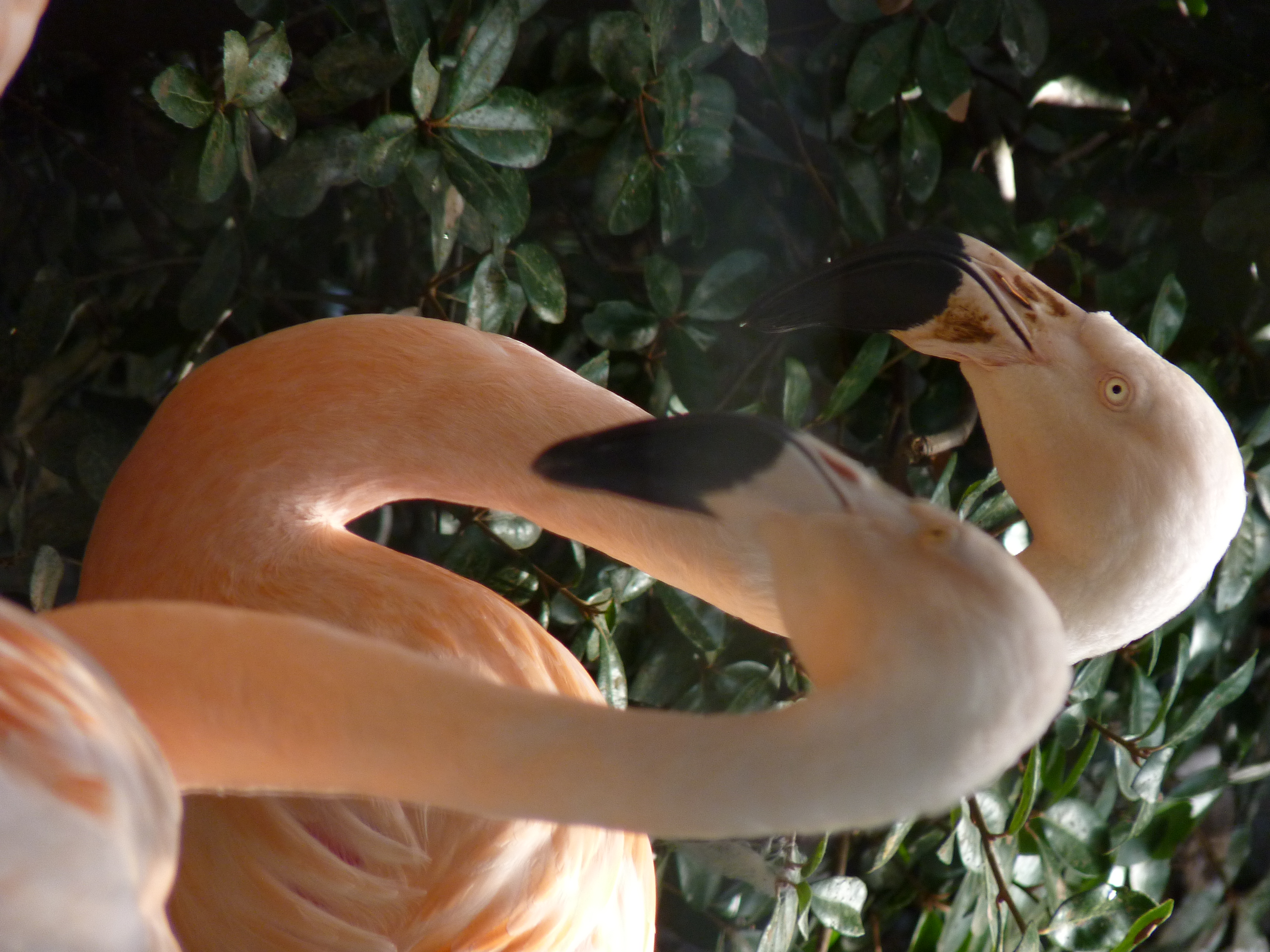 <b>DMC-FZ38 / 約6.2MB / 3,000×4,000 / 1/200秒 / F4.4 / -0.7EV / ISO200 / WB:オート / 83.2mm</b>