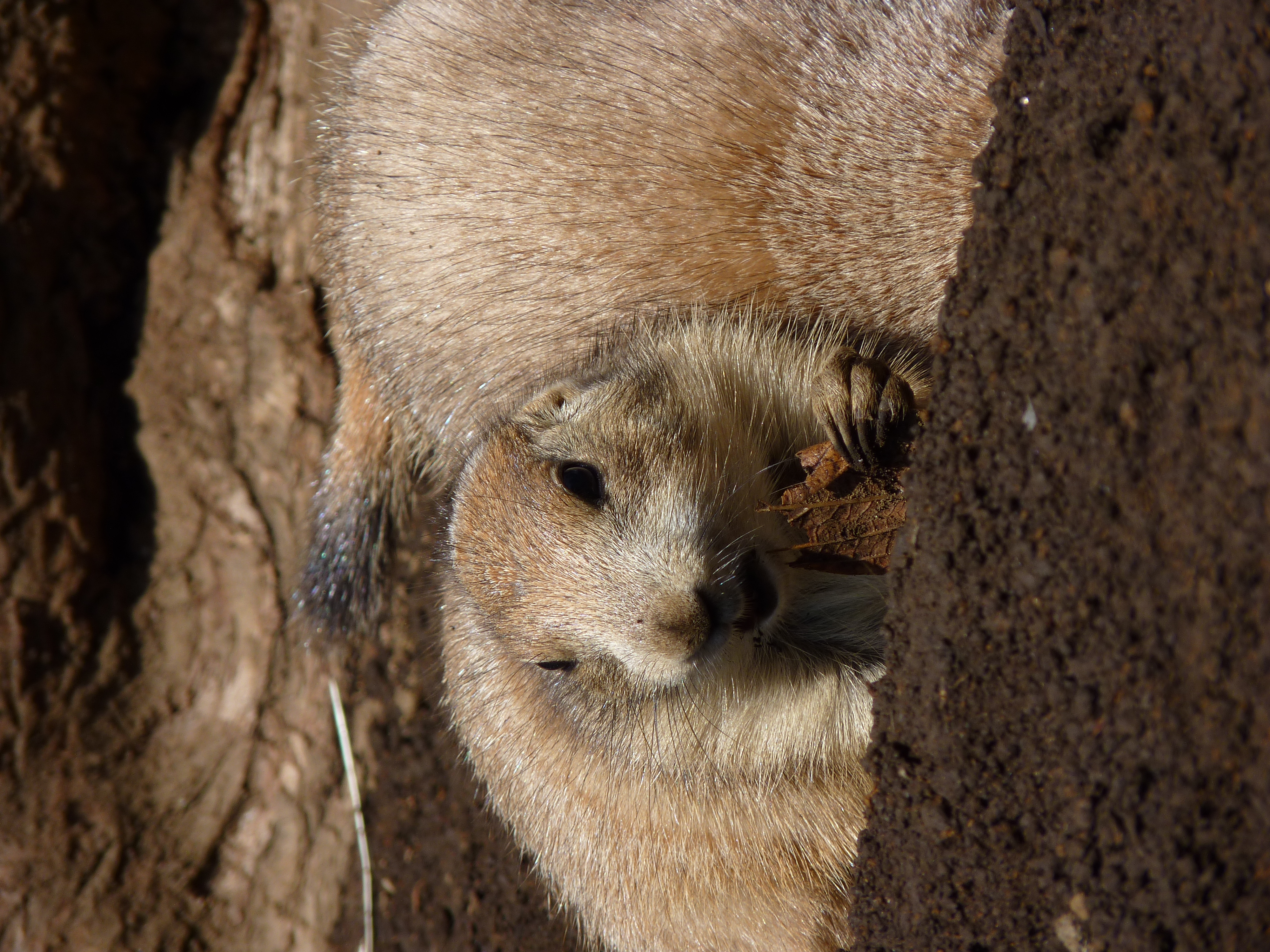 <b>DMC-FZ38 / 約6.6MB / 3,000×4,000 / 1/400秒 / F5.6 / -1EV / ISO80 / WB:オート / 86.4mm</b>