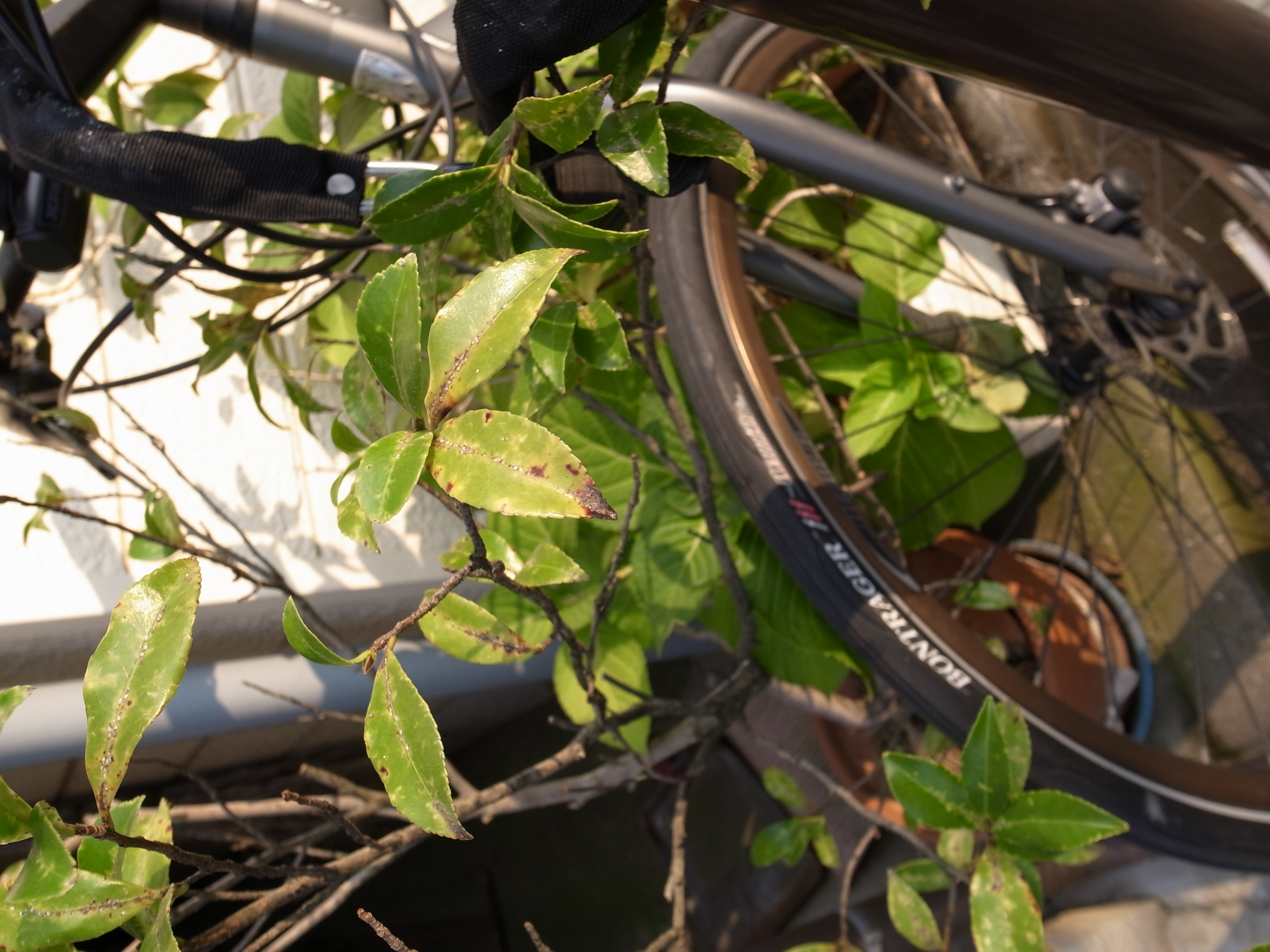 <b>2,736×3,648 / 1/250秒 / F3.5 / 0EV / ISO64 / プログラムAE / WB:オート</b>