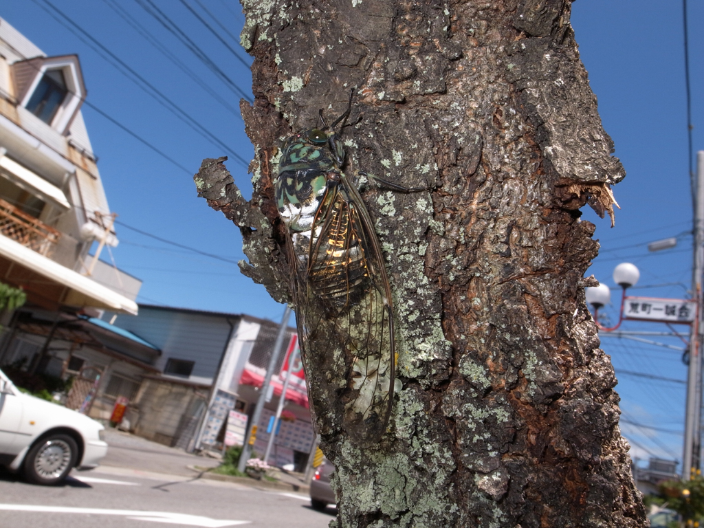 <b>ホンモノの虫も撮ってみた。これはミンミンゼミだが、被写界深度の深さを生かし、地名の看板が入るように構図を整えた。この説明的な分かりやすさが「科学写真」の基本である</b>