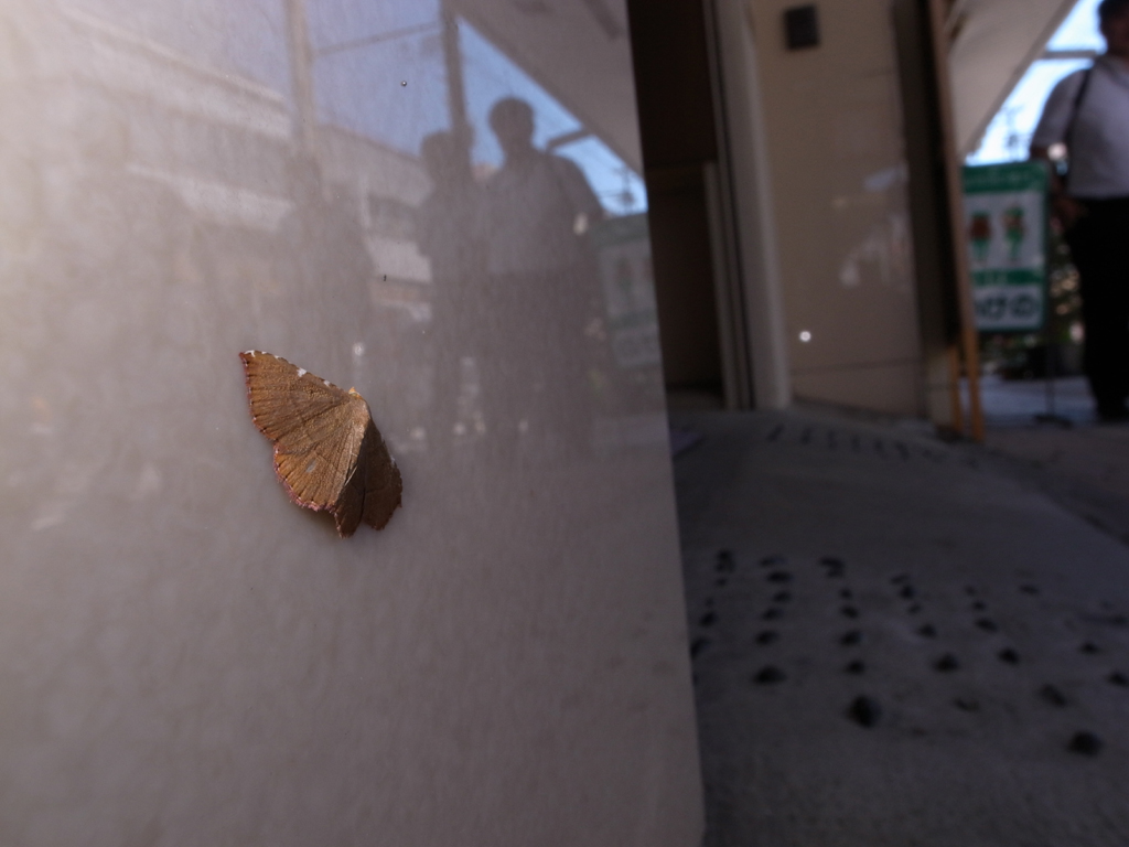 <b>商店街の片隅に止まった、小さなガ（カバイロシマコヤガ）を見つけた。このような地味な虫も、街中で撮るとシュールで面白い絵になる</b>