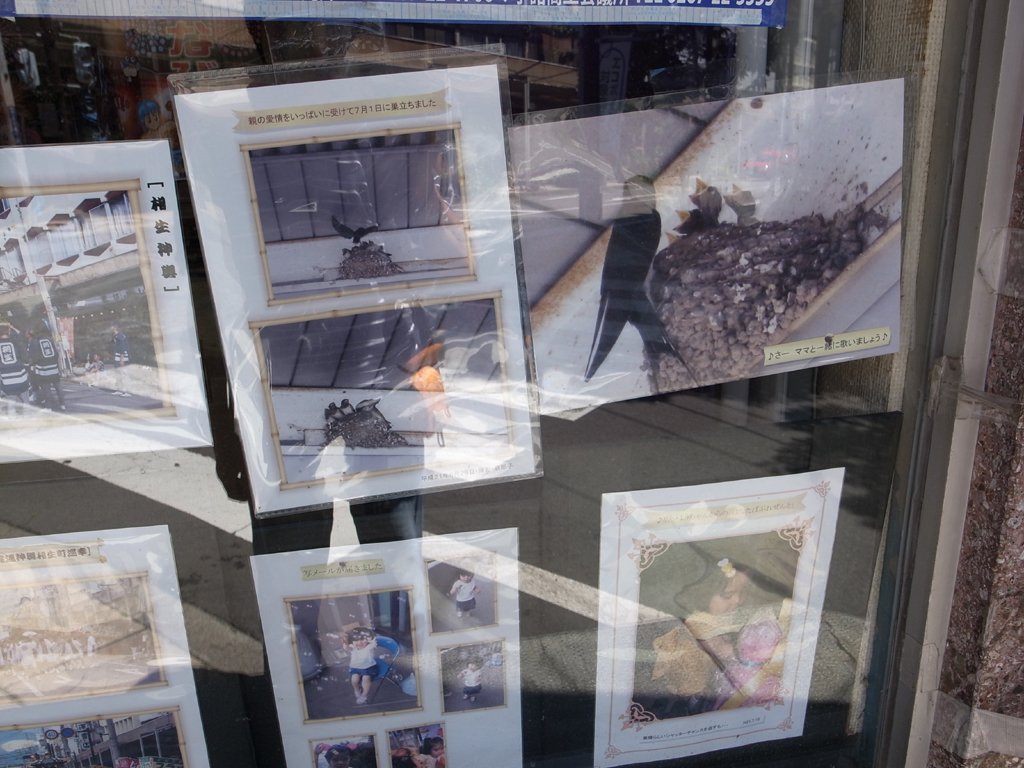 <b>このビルの一角のおもちゃ屋さんのウィンドウには、ツバメの写真なんかが貼ってあって、こういうディスプレーもまた「ブリコラージュ」なのである</b>