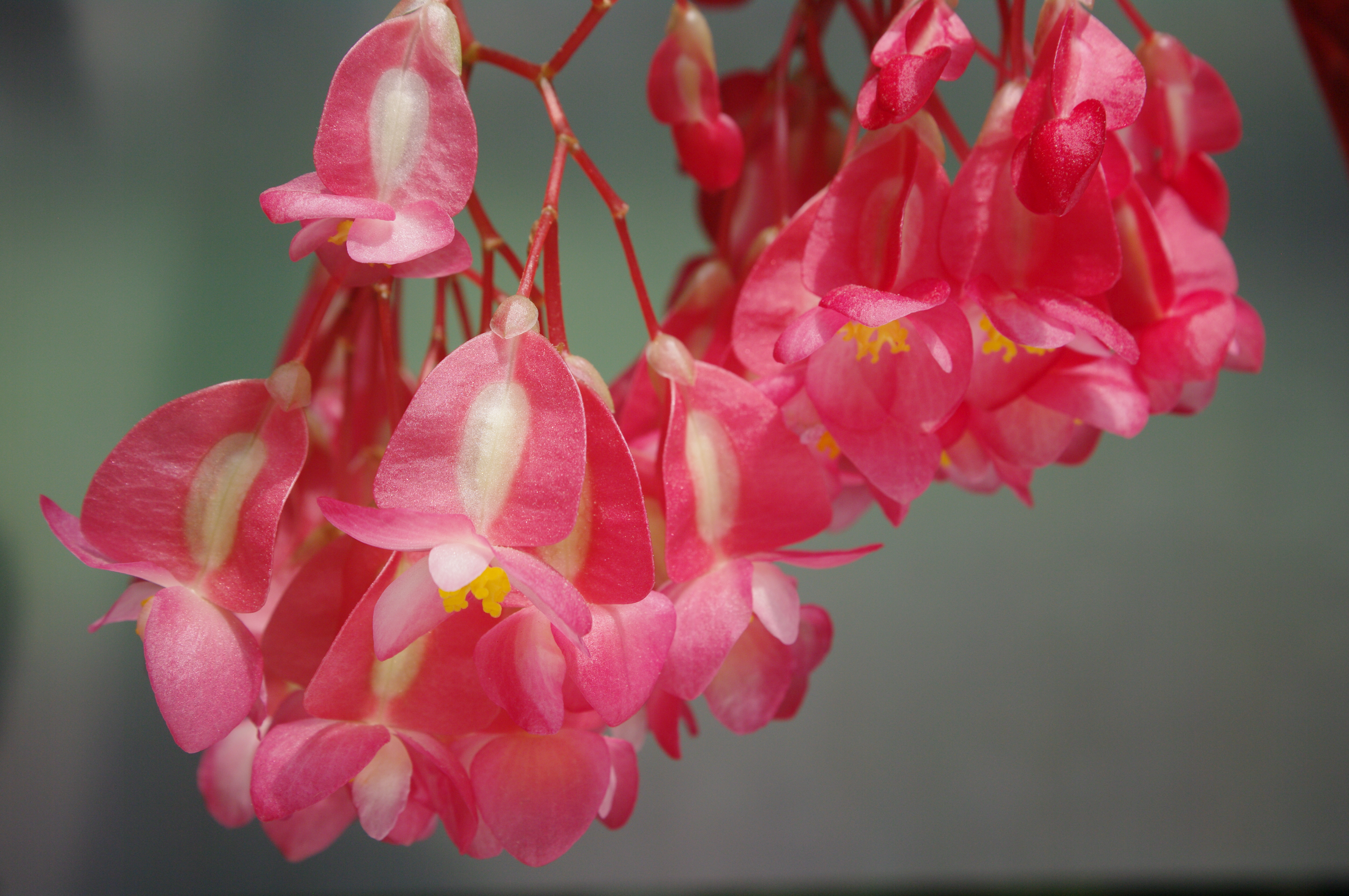 <b>左がK-7、右がK20Dで撮影した写真。両機種とも、画面に余計なものが入らないよう慎重にフレーミングしたが、K20Dで撮影した画像には、余計な枝（右上）や、背景紙の不足（画面下の黒い帯）が写り込んでしまった。視野率5%の差は想像以上に大きい</b>