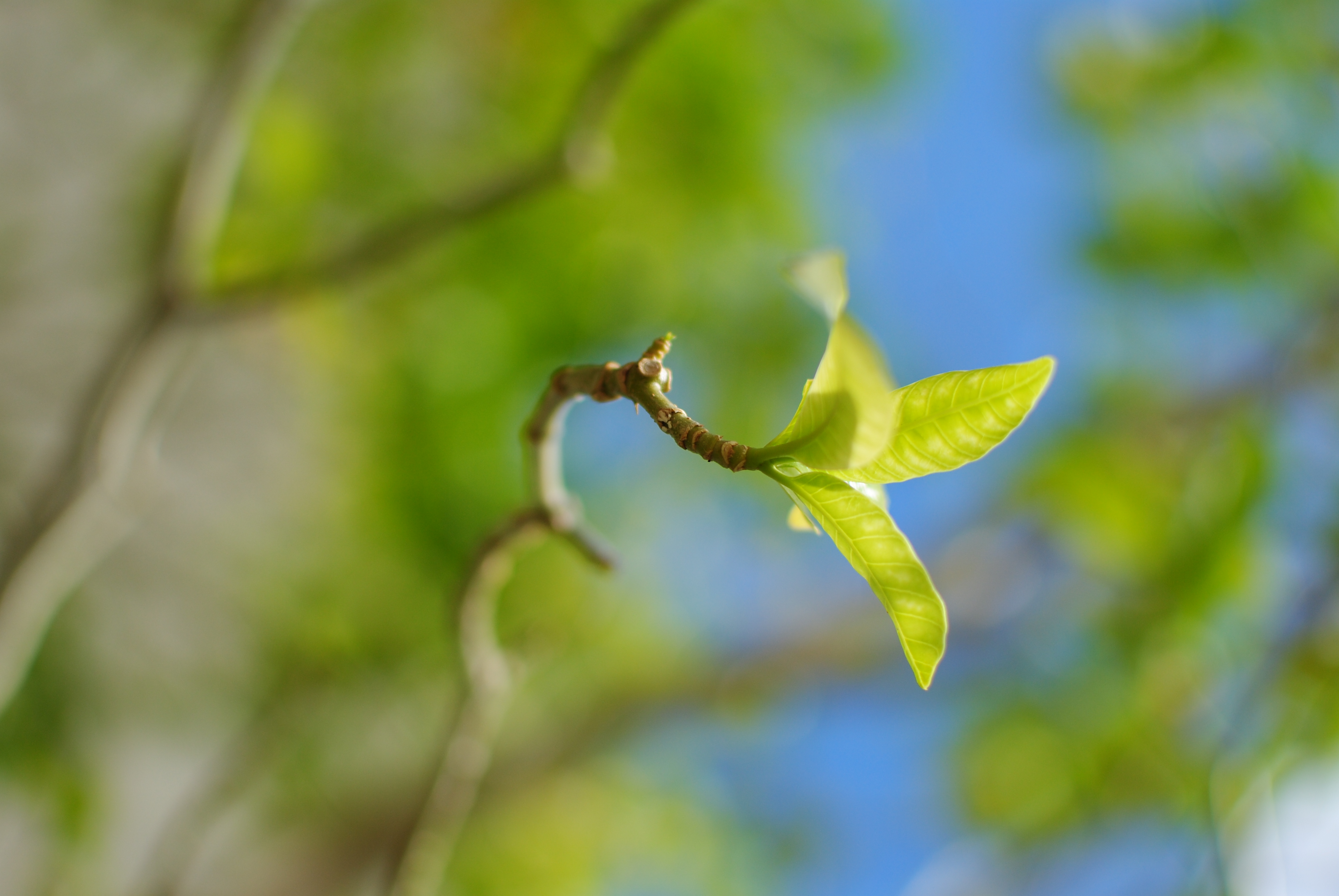 <b>D3000 / AF-S DX NIKKOR 35mm F1.8 G / 約2.9MB / 2,592×3,872 / 1/3200秒 / F2.2 / -0.3EV / ISO100 / WB:晴天 / 35mm</b>