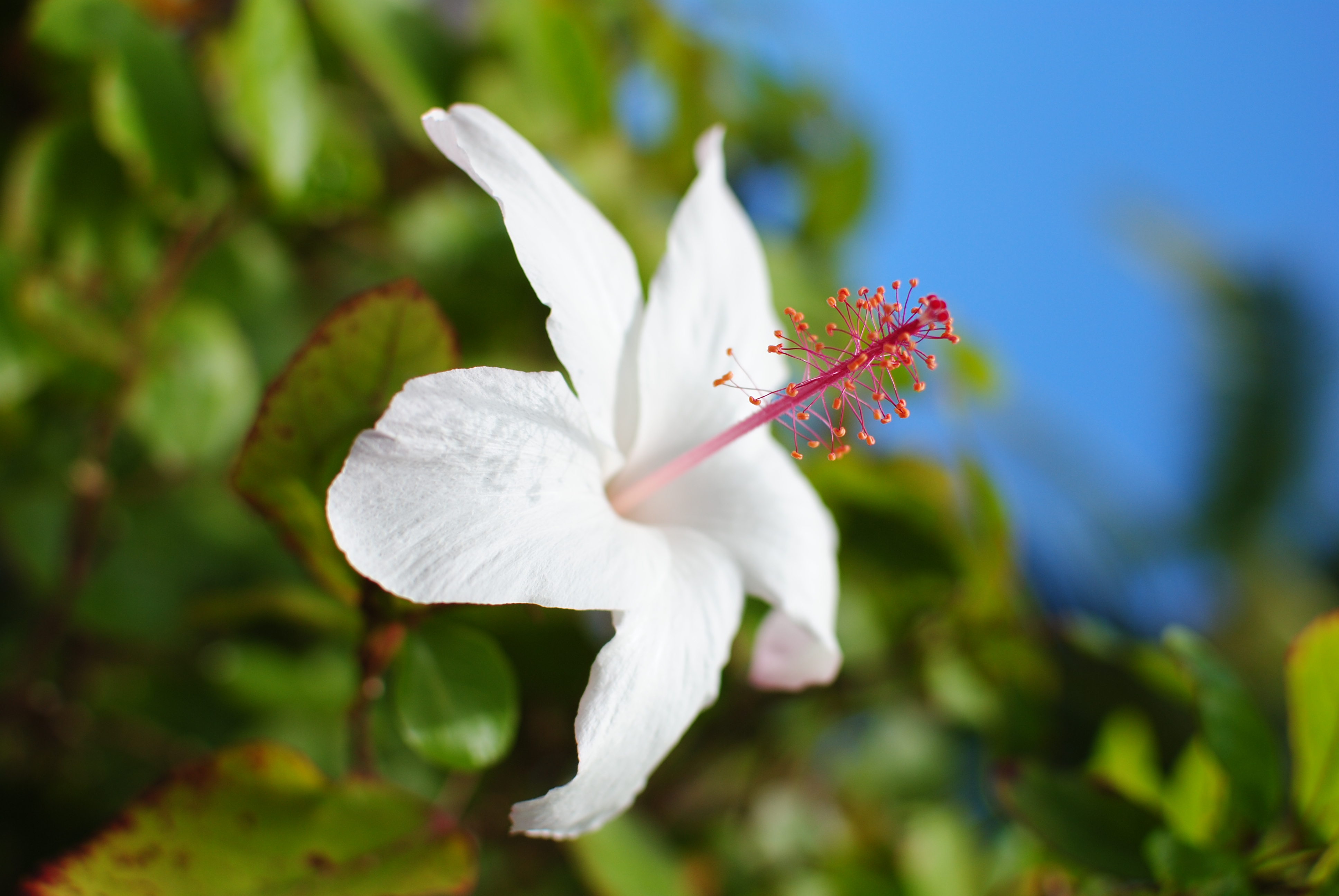 <b>D3000 / AF-S DX NIKKOR 35mm F1.8 G / 約3.0MB / 2,592×3,872 / 1/2,000秒 / F2.8 / 0EV / ISO100 / WB:晴天 / 35mm</b>
