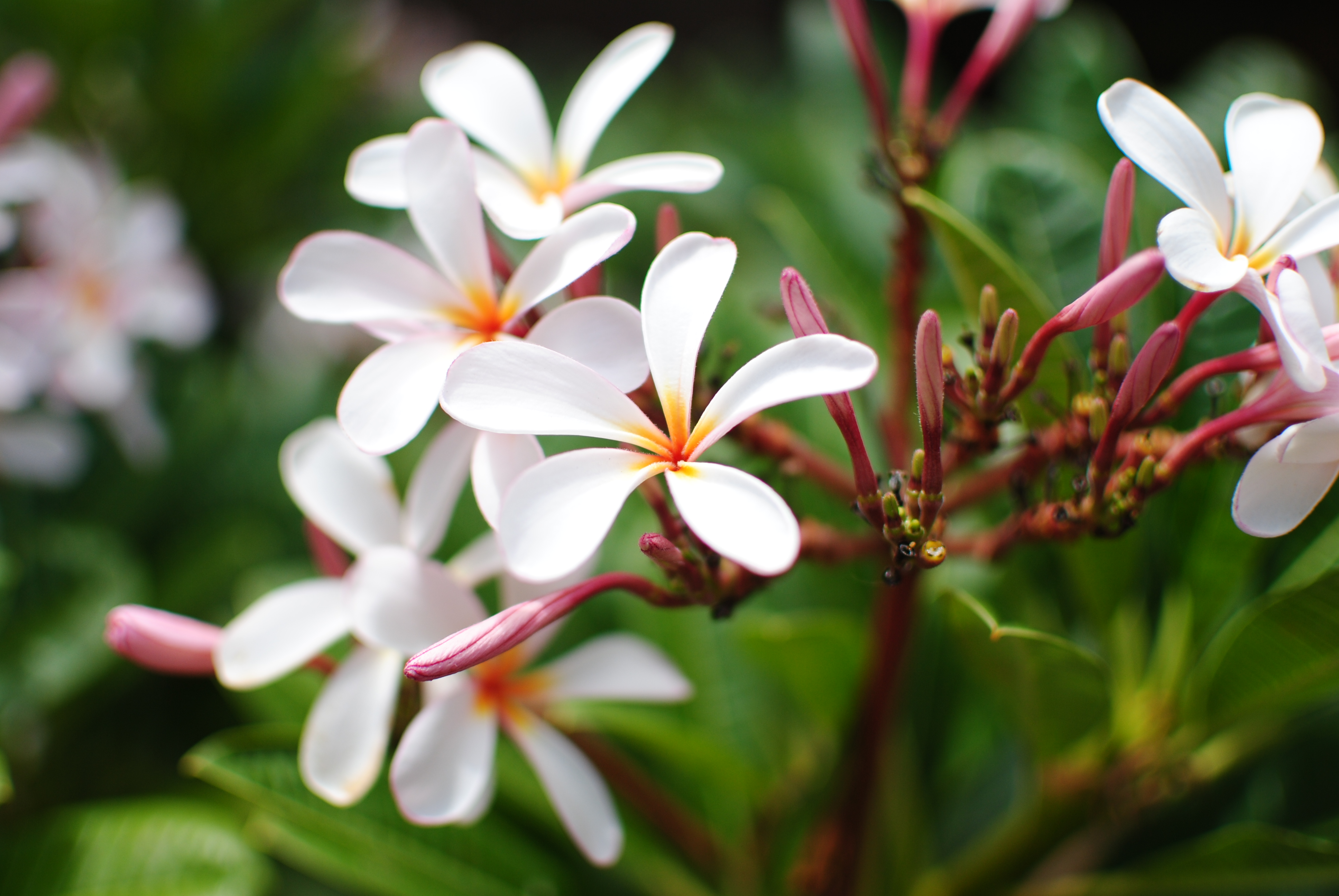 <b>D3000 / AF-S DX NIKKOR 35mm F1.8 G / 約3.0MB / 3,872×2,592 / 1/3200秒 / F1.8 / +0.3EV / ISO100 / WB:晴天 / 35mm</b>