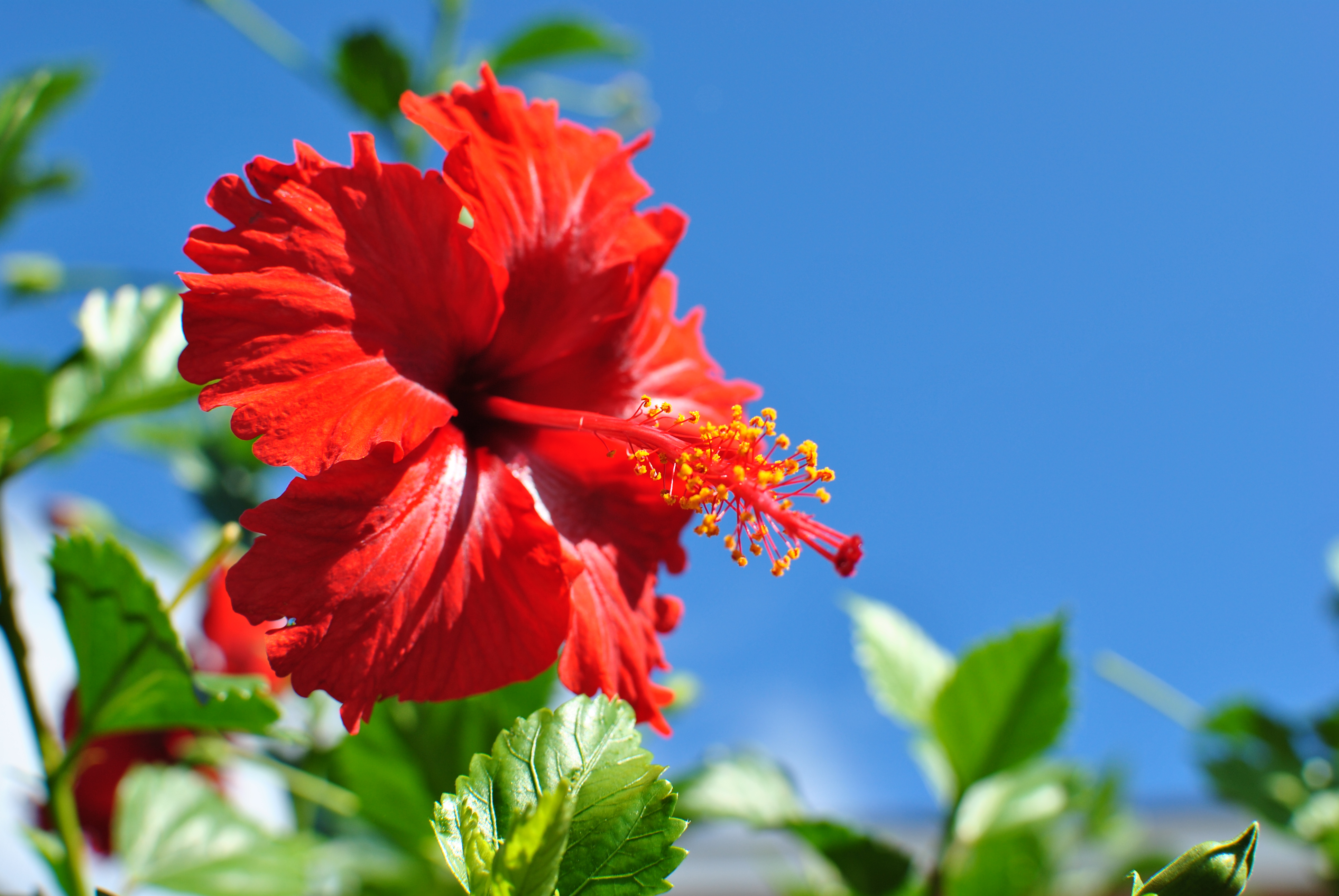 <b>D3000 / AF-S DX NIKKOR 35mm F1.8 G / 約3.4MB / 3,872×2,592 / 1/400秒 / F5.6 / 0EV / ISO100 / WB:晴天 / 35mm</b>