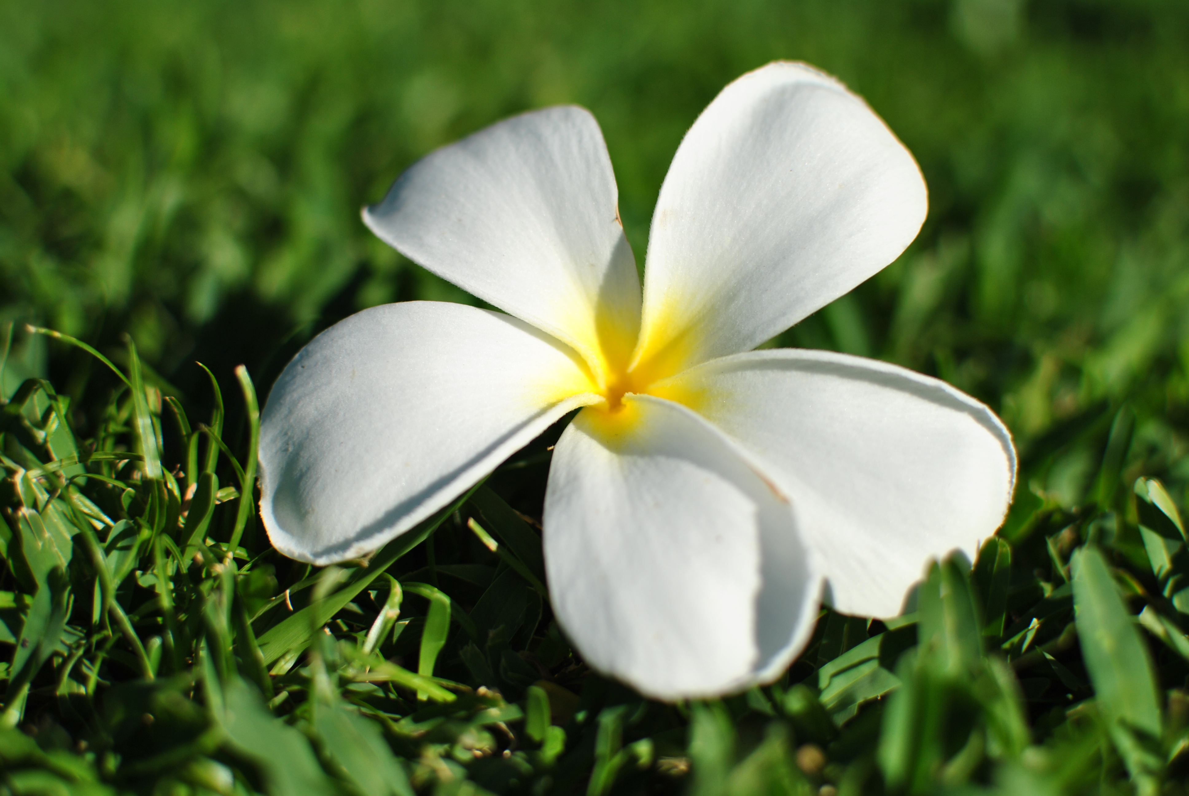 <b>D3000 / AF-S DX NIKKOR 35mm F1.8 G / 約3.4MB / 3,872×2,592 / 1/4,000秒 / F2.8 / 0EV / ISO100 / WB:晴天 / 35mm</b>