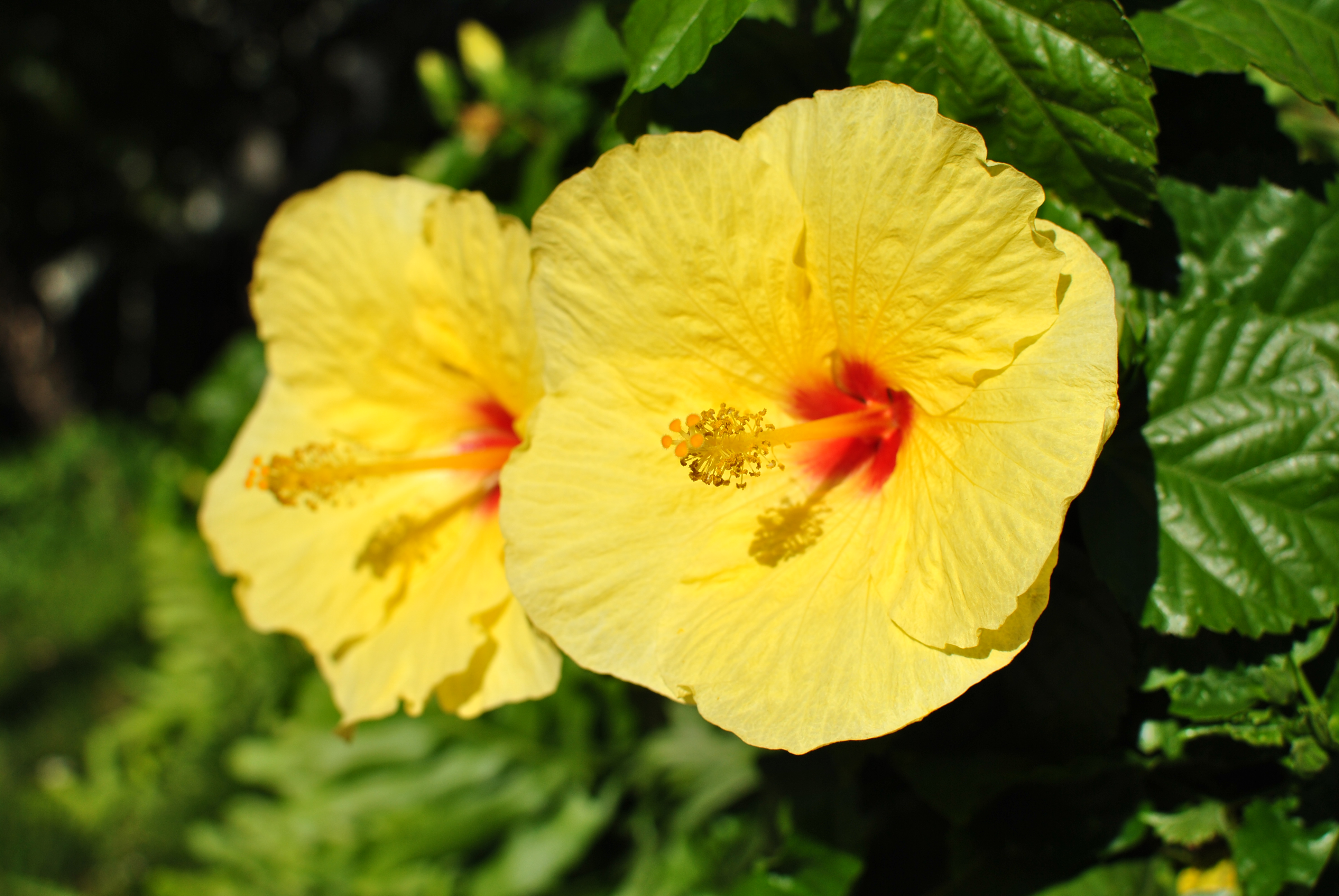 <b>D3000 / AF-S DX NIKKOR 35mm F1.8 G / 約3.2MB / 3,872×2,592 / 1/1,600秒 / F4.5 / 0EV / ISO100 / WB:晴天 / 35mm</b>