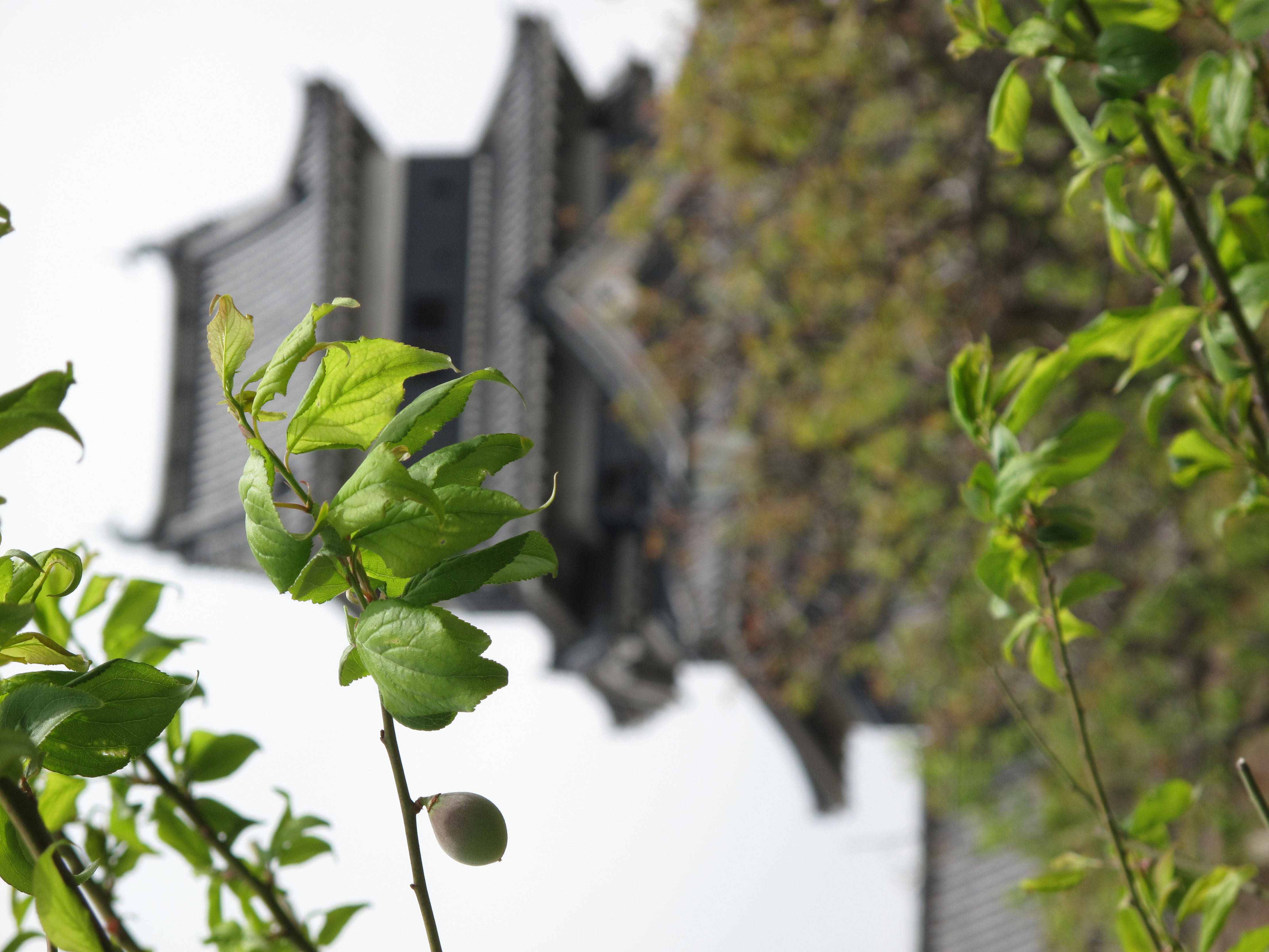 <b>3,312×4,416 / 1/500秒 / F4.5 / +0.3EV / ISO80 / 絞り優先AE / WB:オート / 30.5mm</b>