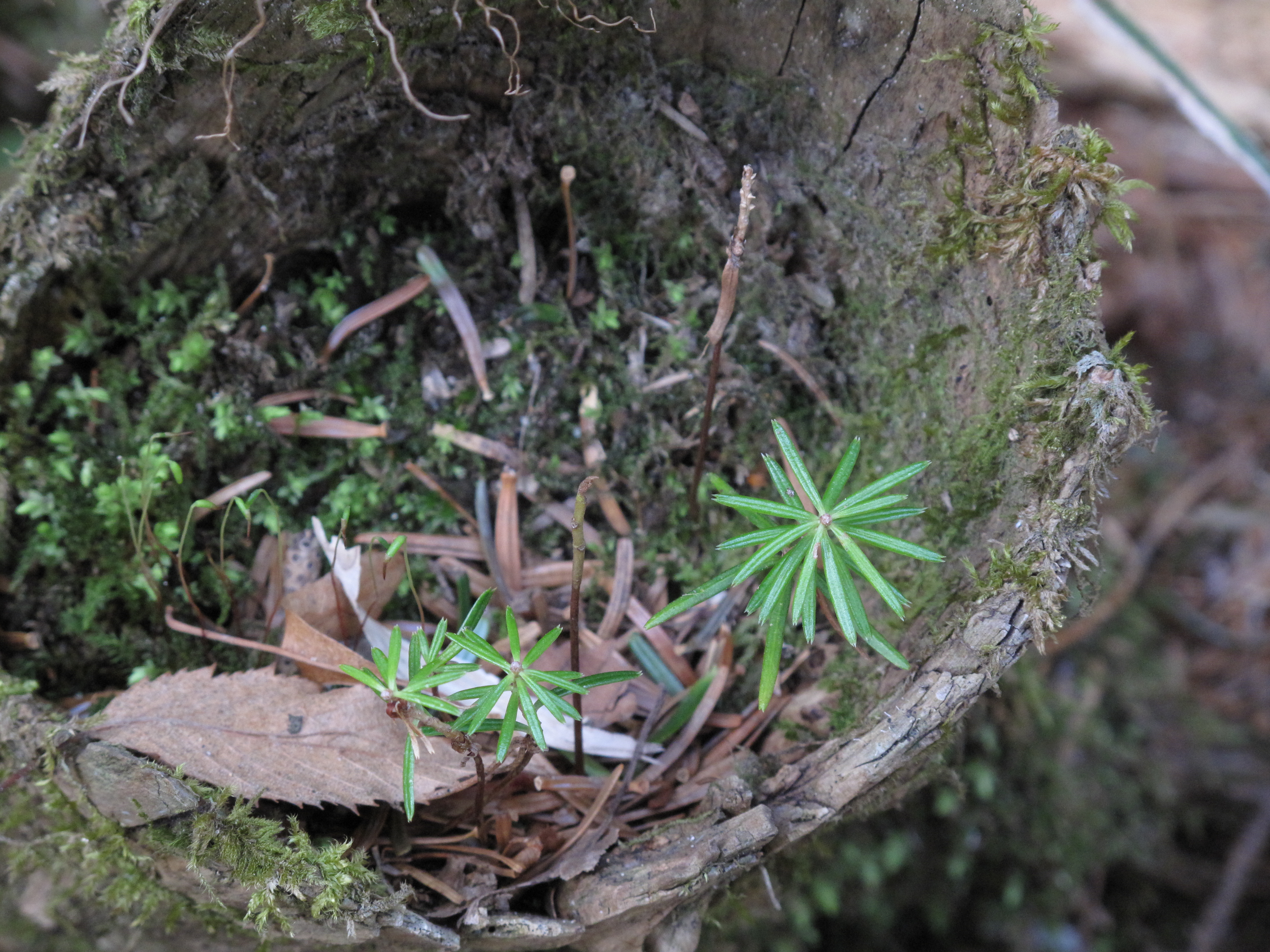 <b>4,416×3,312 / 1/50秒 / F4.5 / -0.7EV / ISO400 / 絞り優先AE / WB:オート / 30.5mm</b>