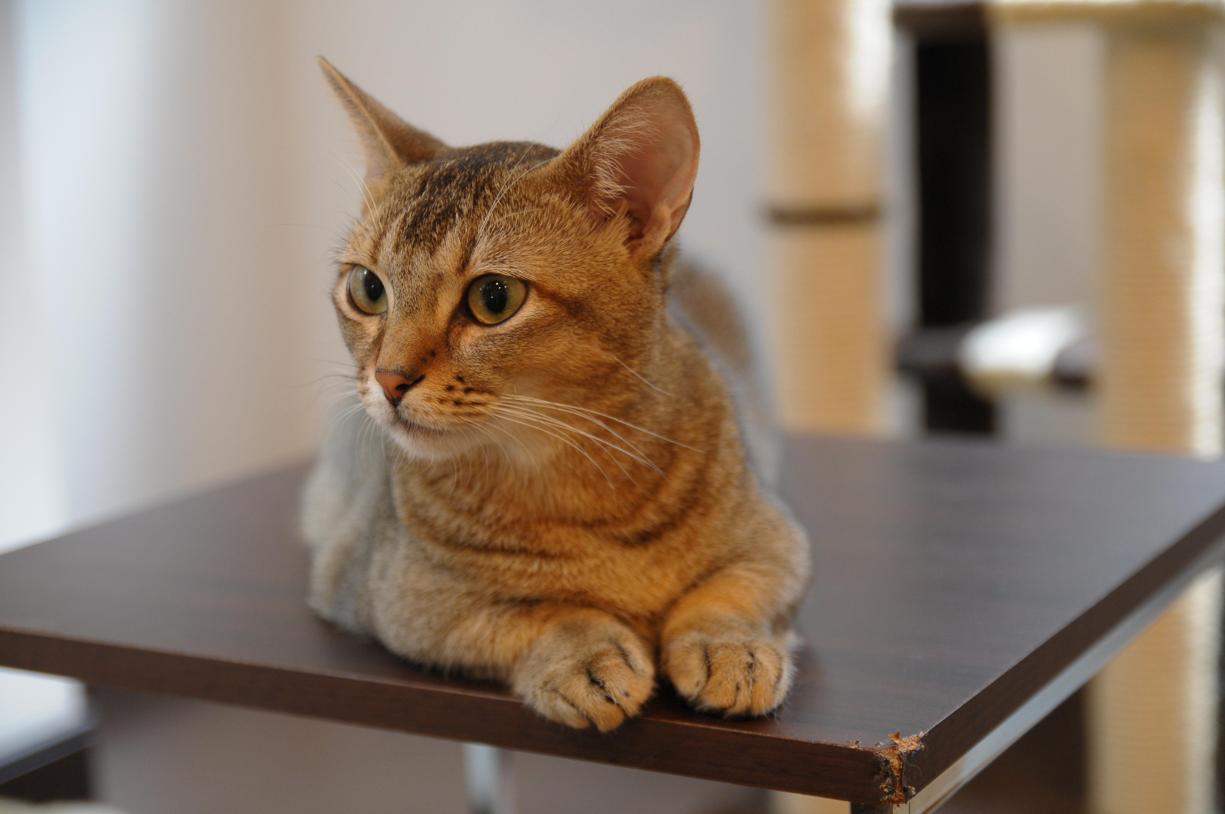 <b>D300 / SP AF 17-50mm F2.8 XR Di II VC / 約4.5MB / 4,288×2,848 / 1/30秒 / F2.8 / 0EV / ISO640 / WB:オート / 45mm</b>