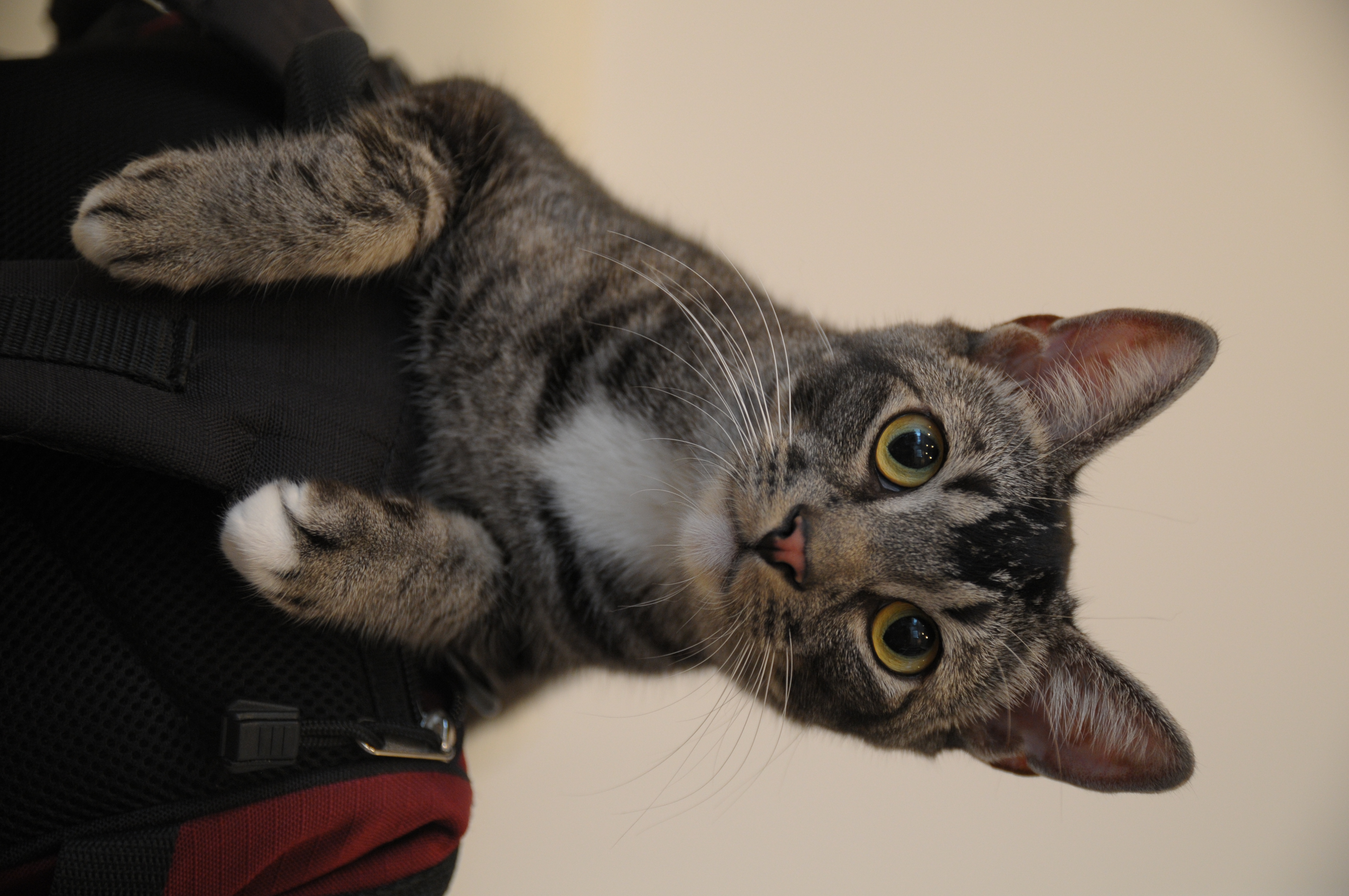 <b>D300 / SP AF 17-50mm F2.8 XR Di II VC / 約4.5MB / 4,288×2,848 / 1/40秒 / F2.8 / 0EV / ISO640 / WB:オート / 40mm</b>