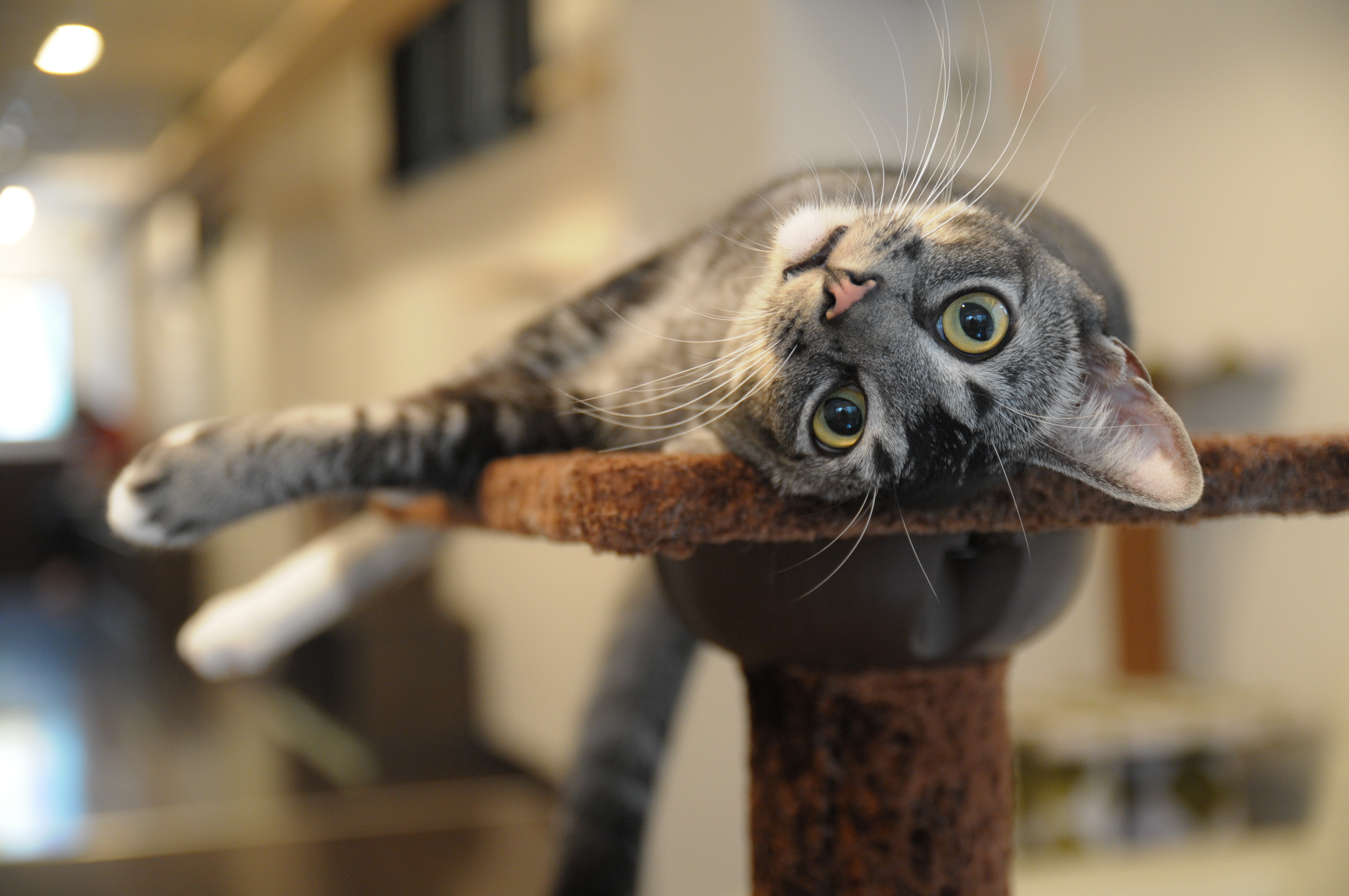 <b>D300 / SP AF 17-50mm F2.8 XR Di II VC / 約4.8MB / 4,288×2,848 / 1/25秒 / F2.8 / 0EV / ISO800 / WB:オート / 40mm</b>