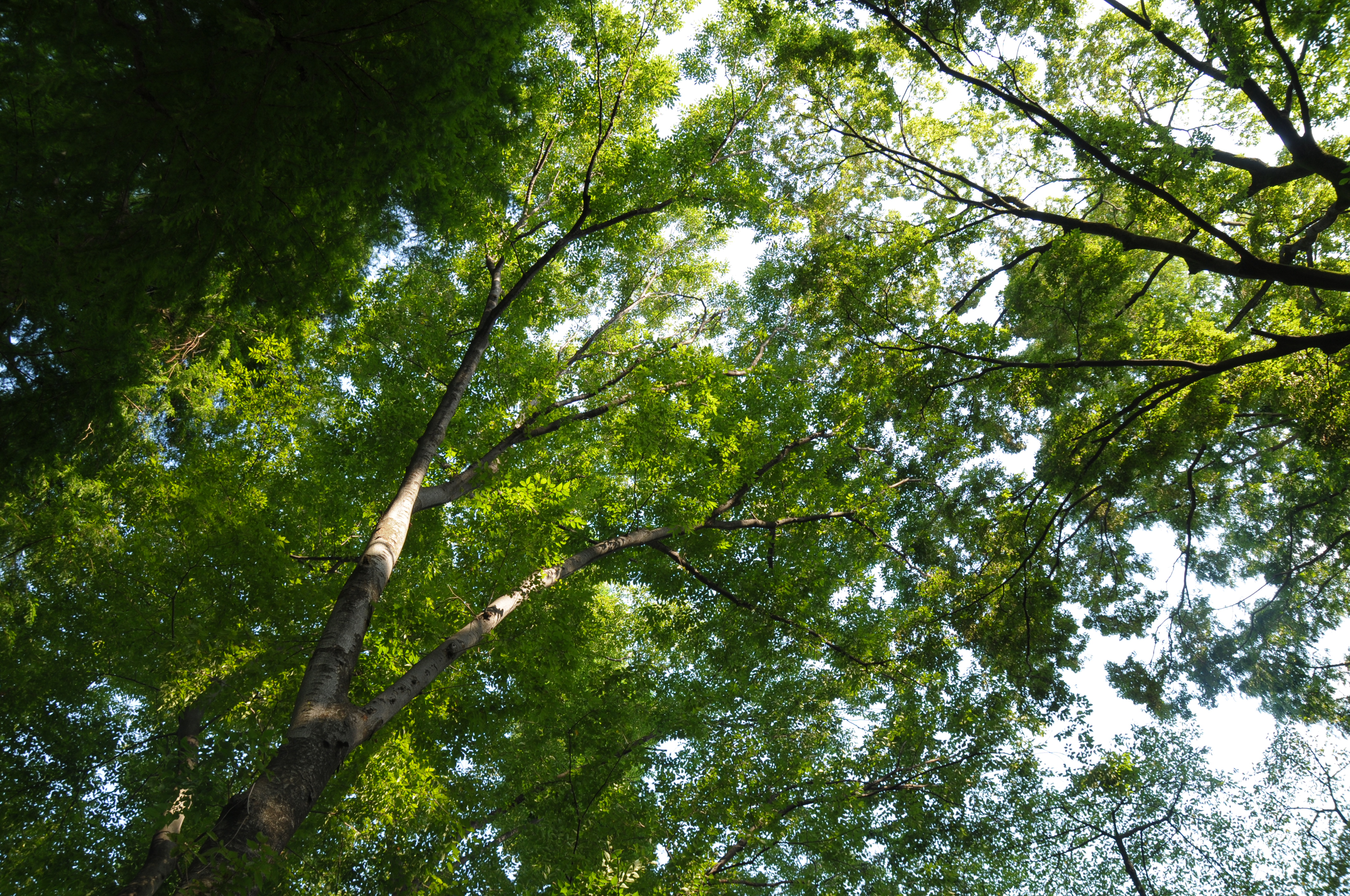 <b>D300 / SP AF 17-50mm F2.8 XR Di II VC / 約4.8MB / 4,288×2,848 / 1/100秒 / F5.6 / 0EV / ISO200 / WB:晴天 / 17mm</b>