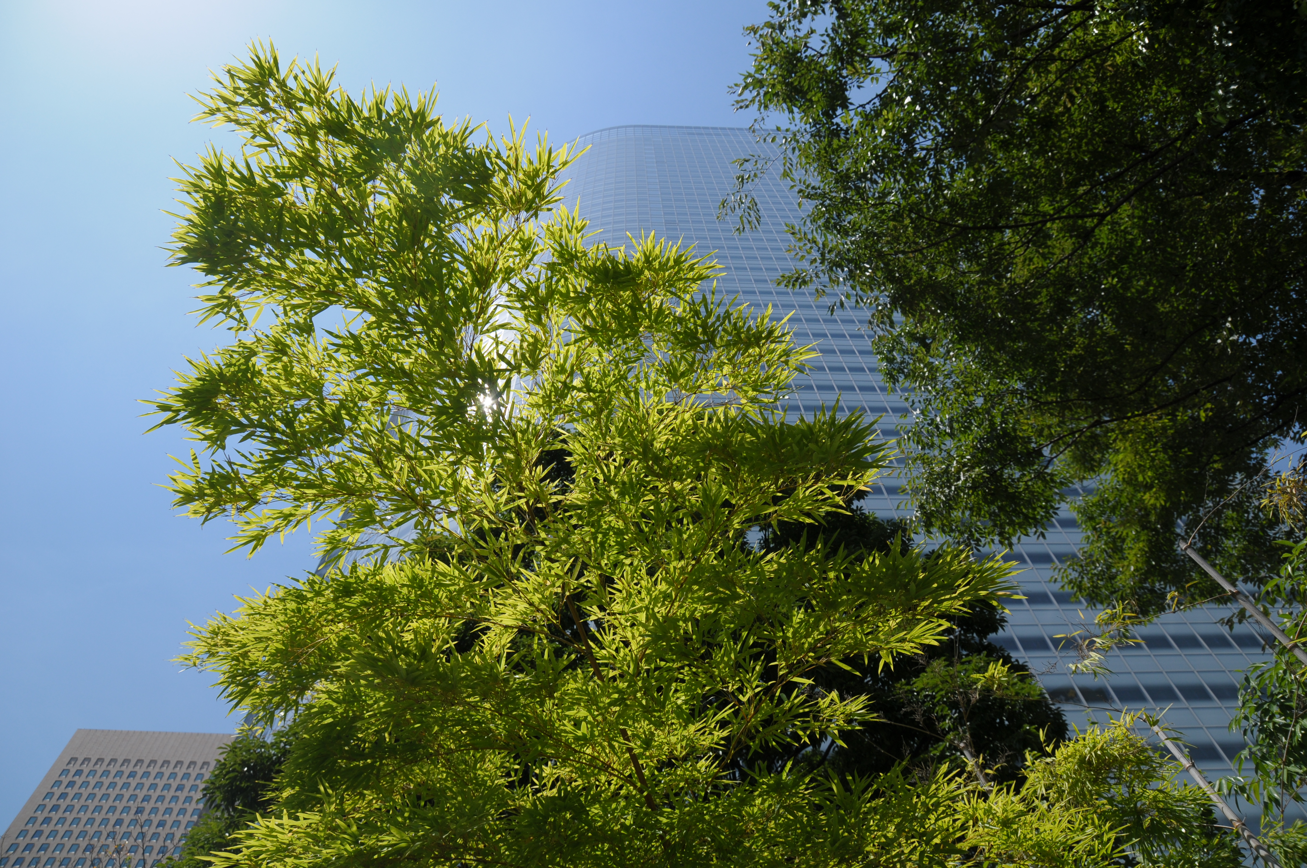 <b>D300 / SP AF 17-50mm F2.8 XR Di II VC / 約6.4MB / 4,288×2,848 / 1/1250秒 / F5.6 / 0EV / ISO200 / WB:晴天 / 17mm</b>