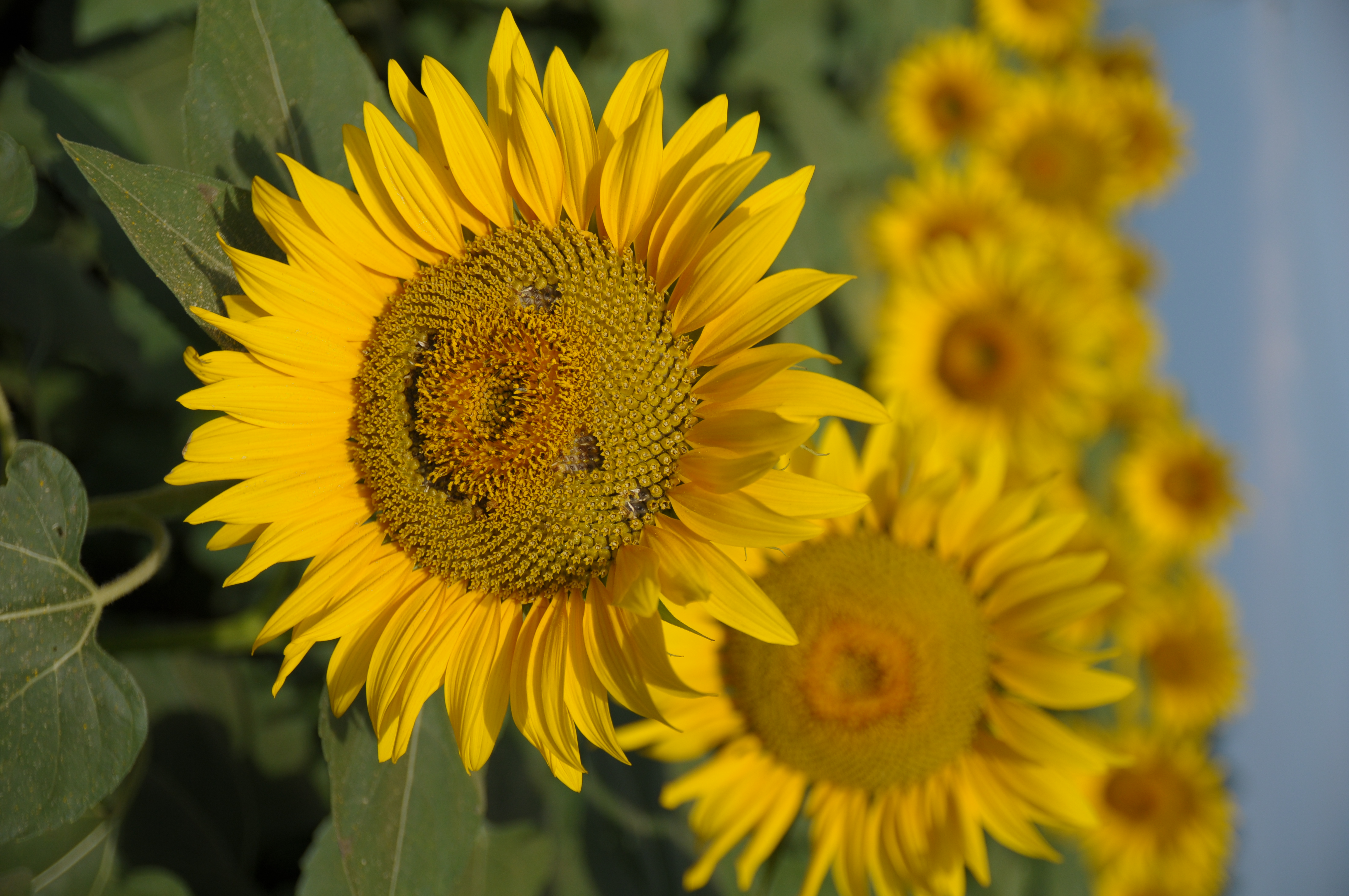 <b>D300 / SP AF 17-50mm F2.8 XR Di II VC / 約4.5MB / 4,288×2,848 / 1/5000秒 / F2.8 / -0.3EV / ISO200 / WB:晴天 / 38mm</b>