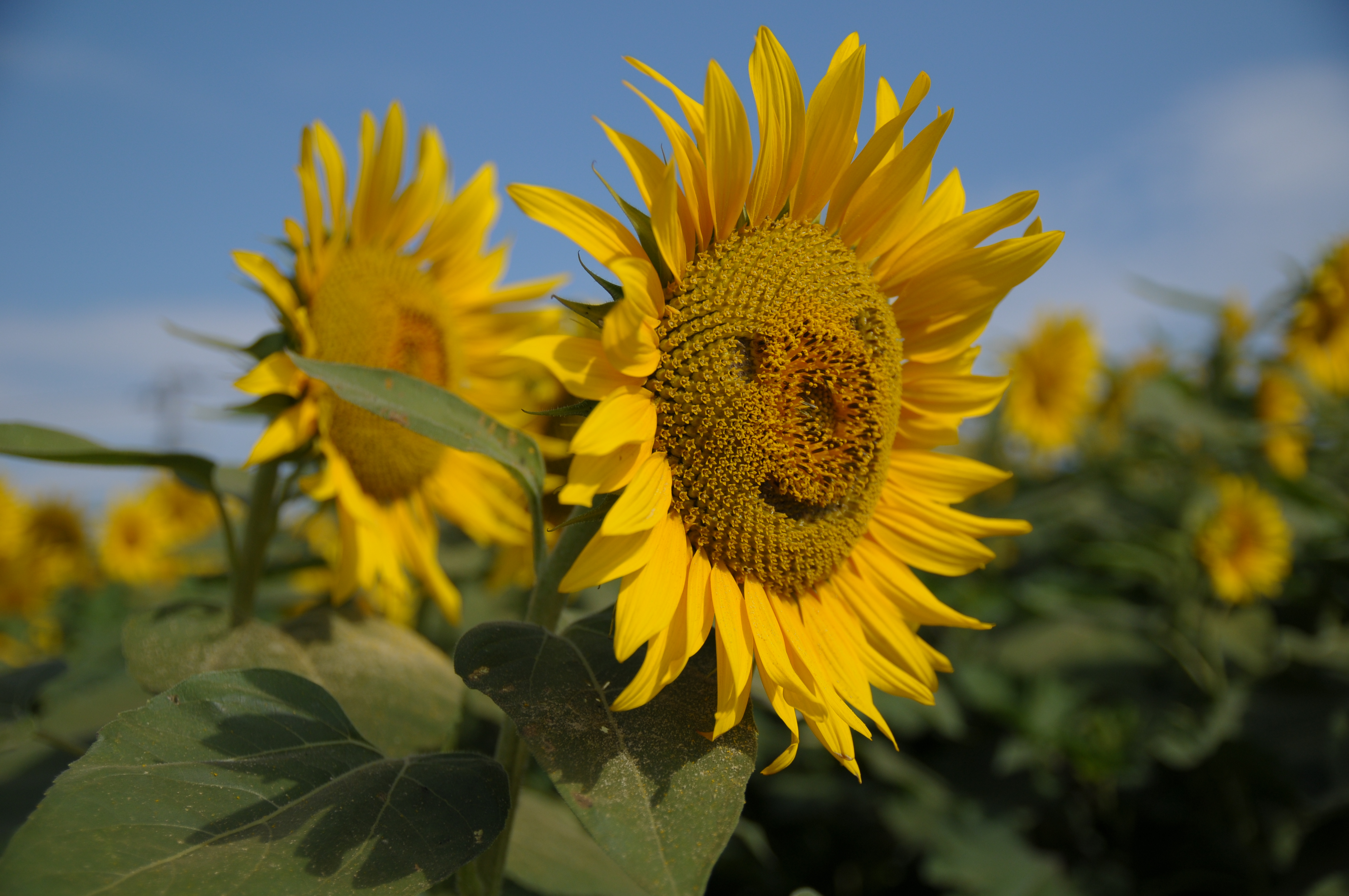 <b>D300 / SP AF 17-50mm F2.8 XR Di II VC / 約4.2MB / 4,288×2,848 / 1/5000秒 / F3.2 / -1.0EV / ISO200 / WB:晴天 / 31mm</b>
